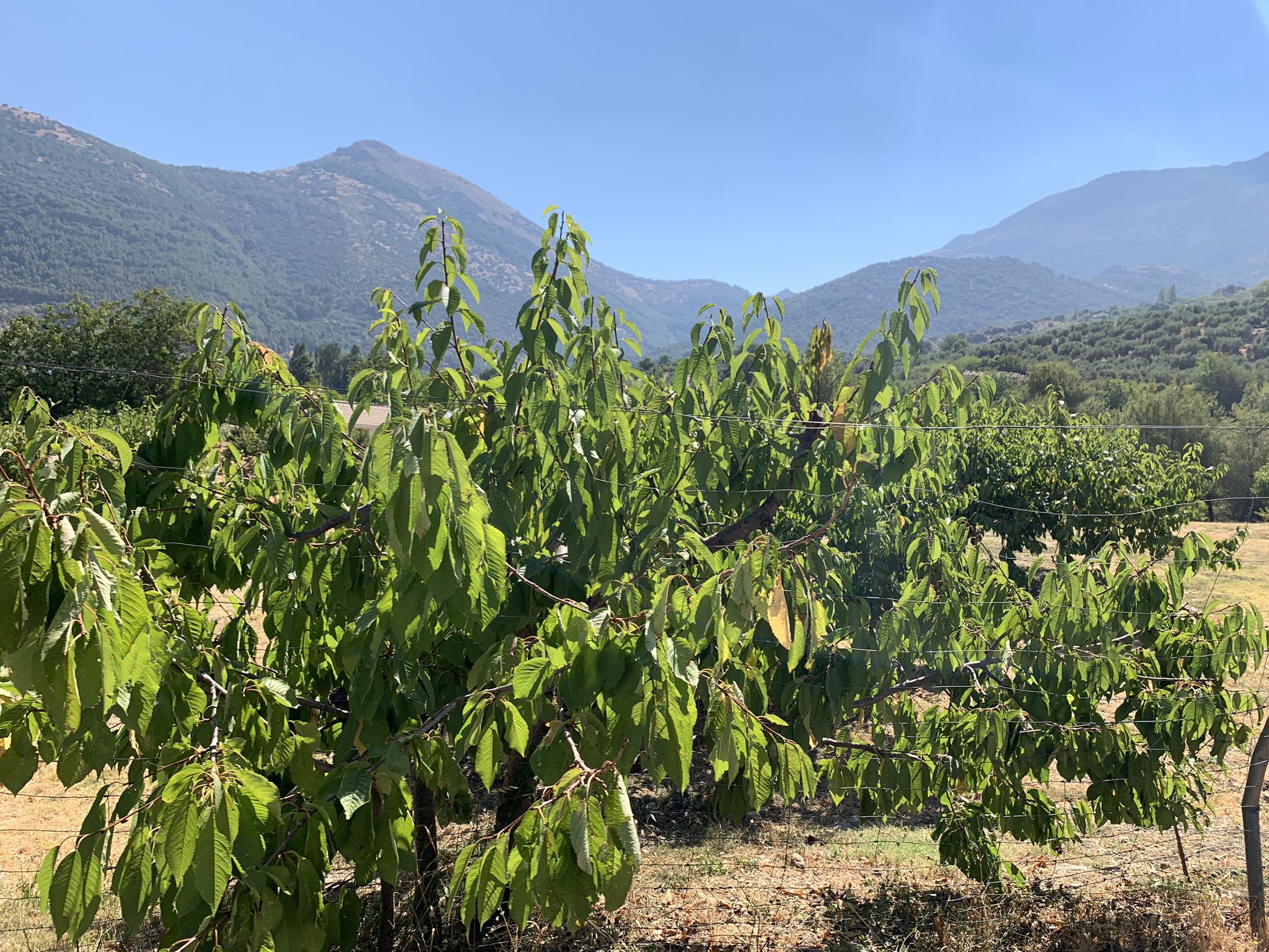 Cultivo de cerezos