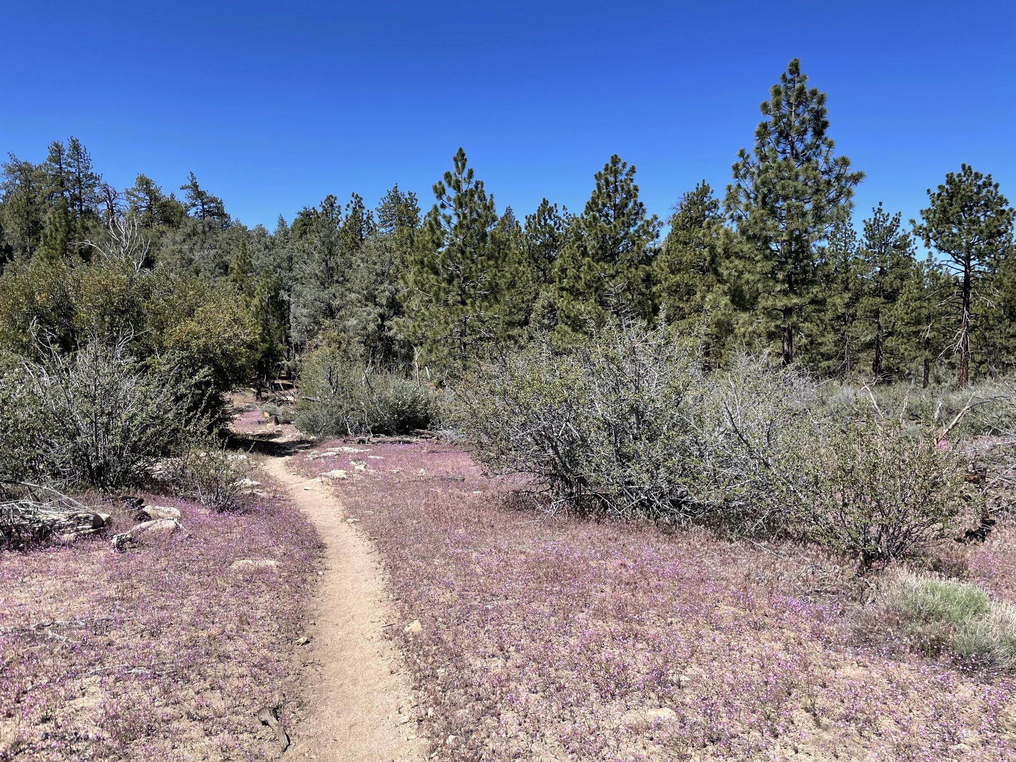 A narrow dirt path winds through a field of purple wildflowers and pine trees. - Pacific Crest Trail: Walker Pass to McIver's Spring