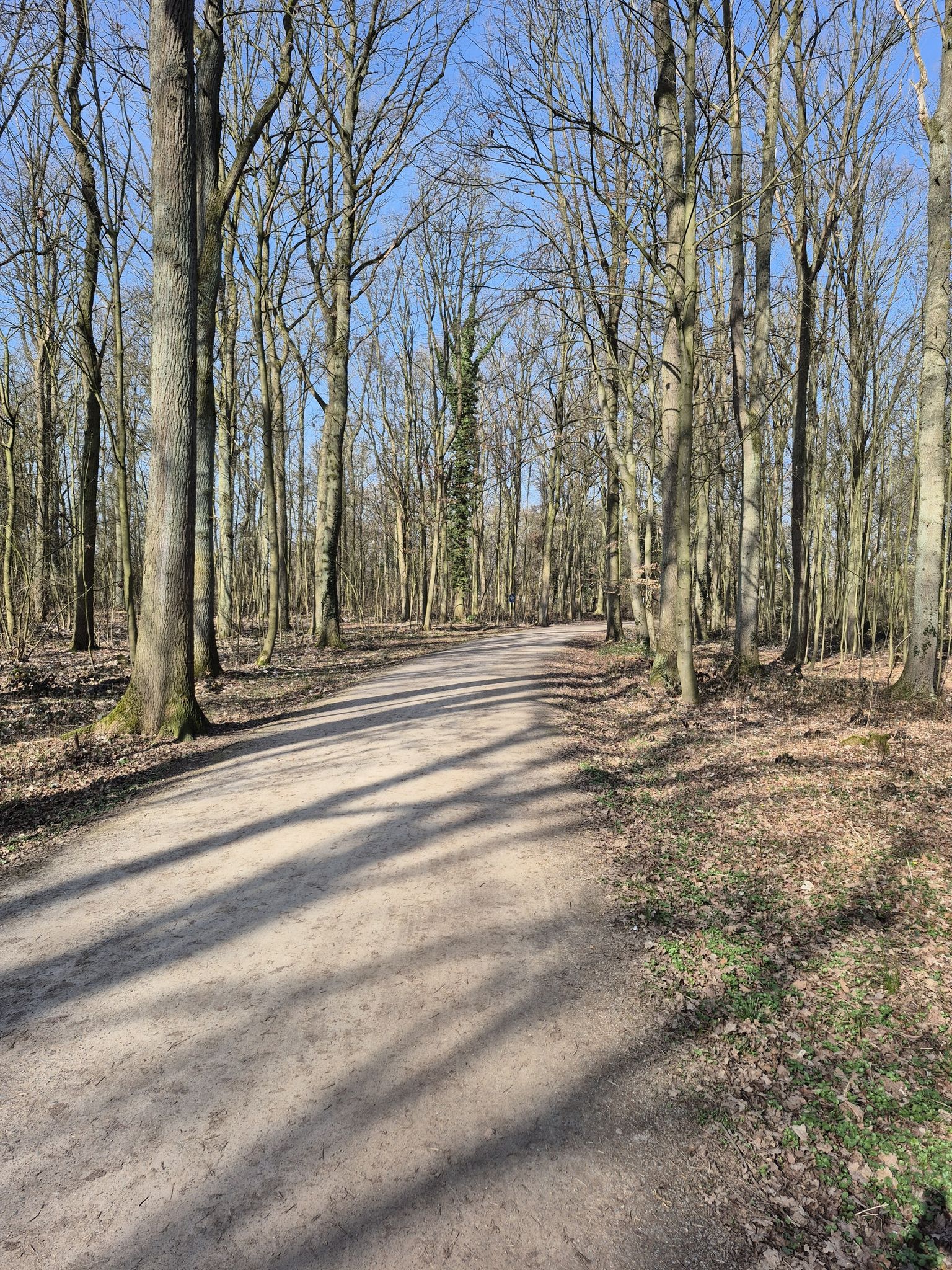 Pilzholz