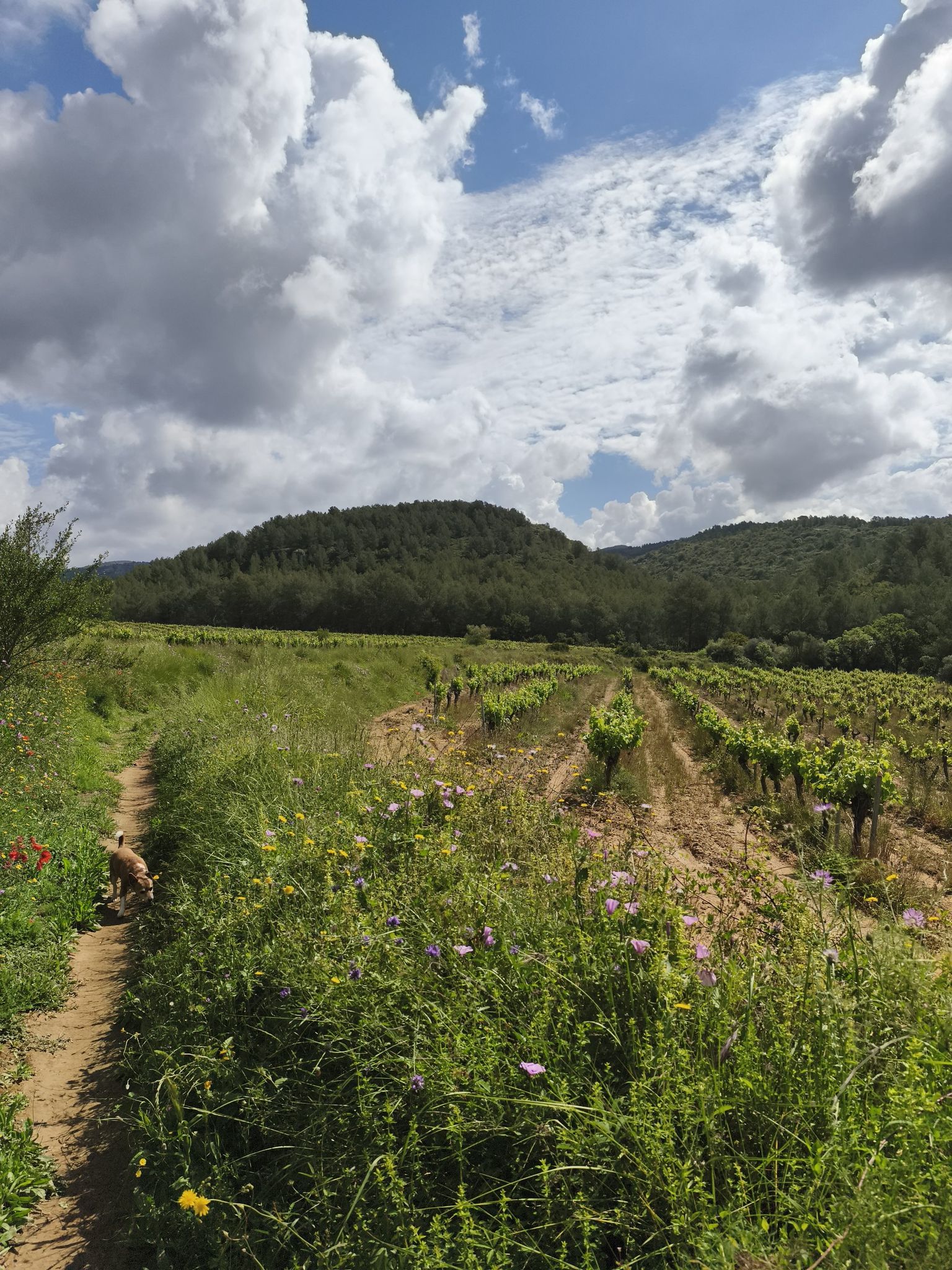 viñedos