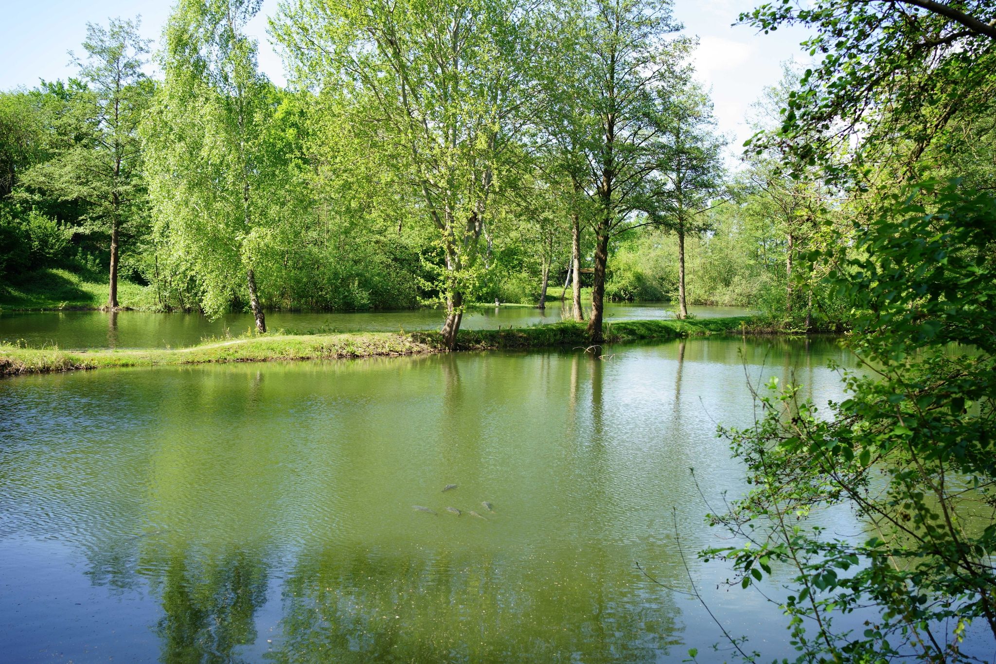Wilhelmsdorfer Fischteiche