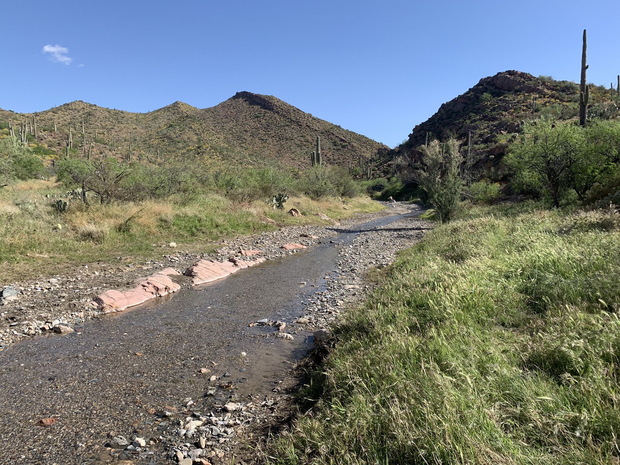 Rocky stream bed with flowing water, surrounded by green desert hills and saguaros. - Boyce Thompson Arboretum – Ayer Lake loop from Boyce Thompson Arboretum