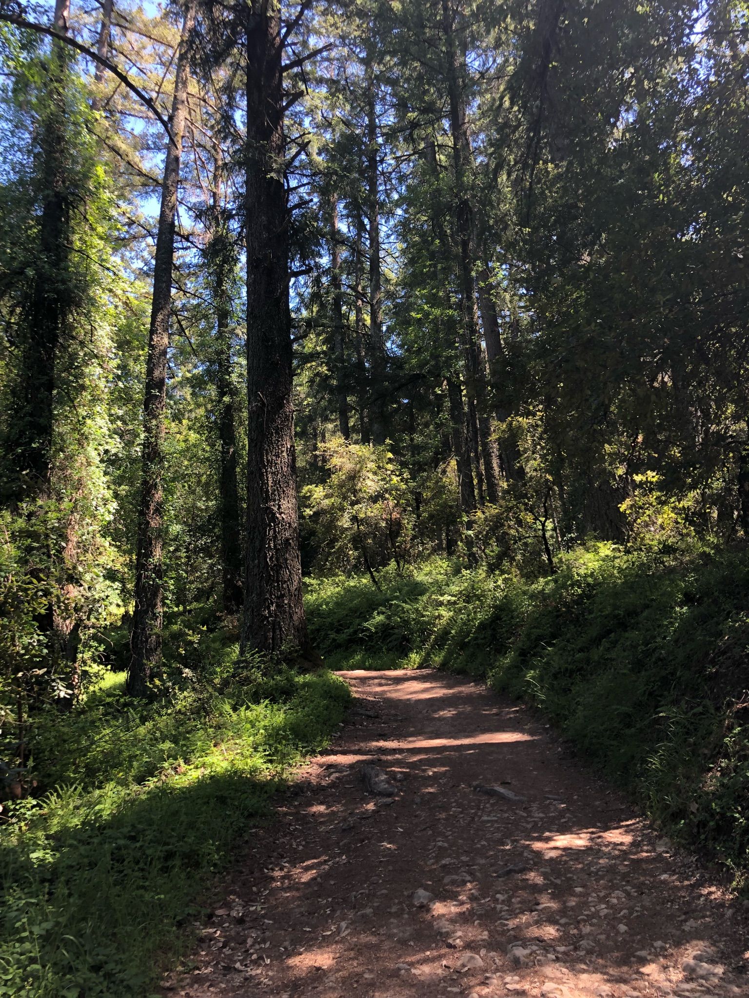 A sun-dappled dirt path winds through a tall, green forest. - Summit Rock Loop Trail