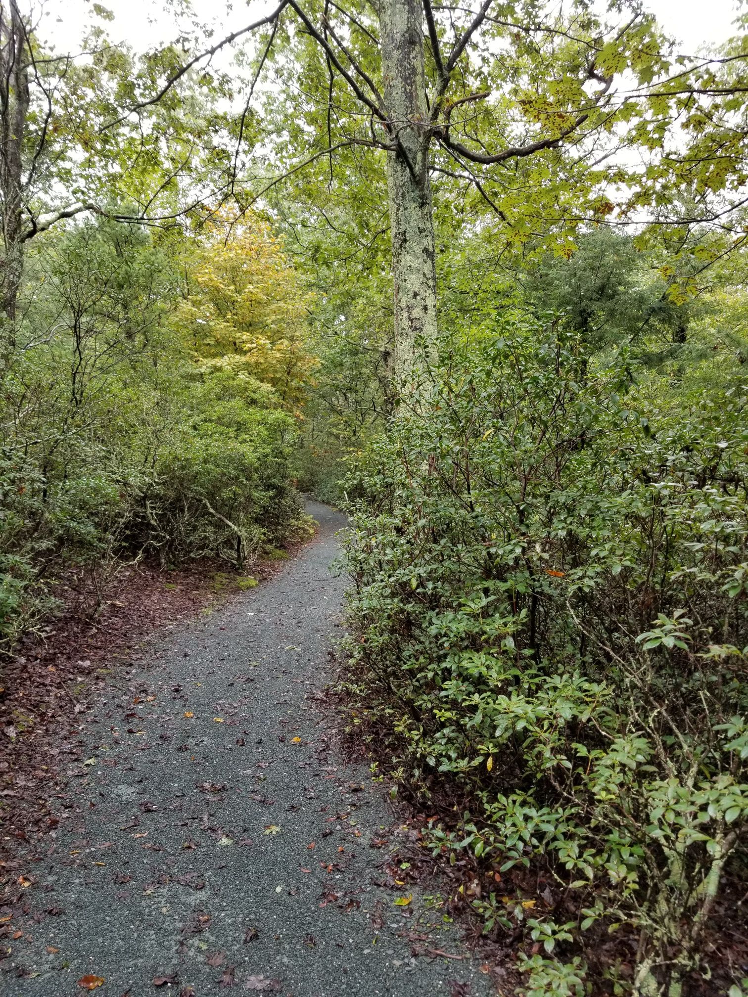 A gravel path winds through a lush, green forest on an overcast day. - Limberlost Trail