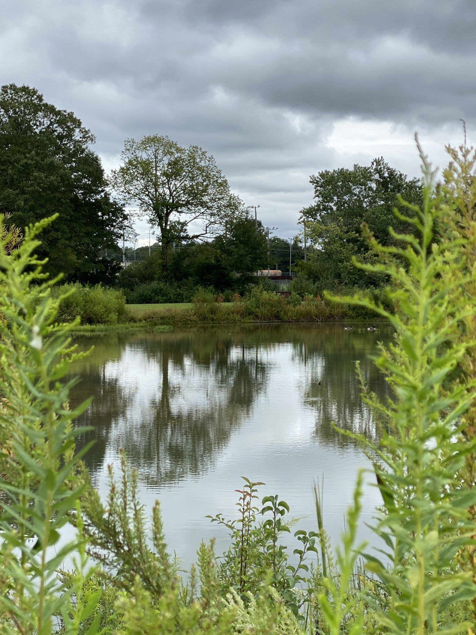 Calm pond reflecting trees under an overcast sky, framed by green plants. - Oothkalooga Creek Loop