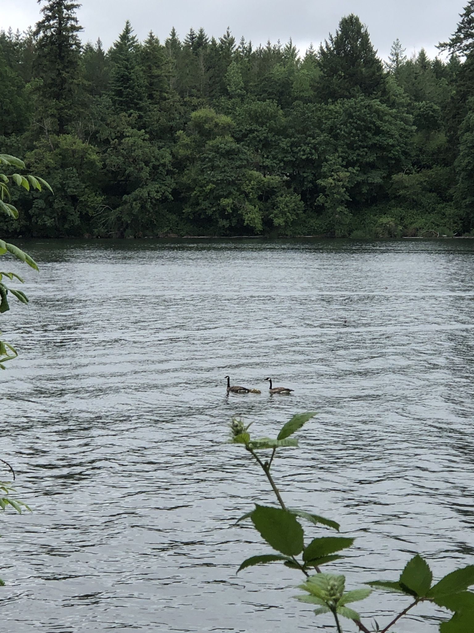 Geese on Lacamas Lake from the trail