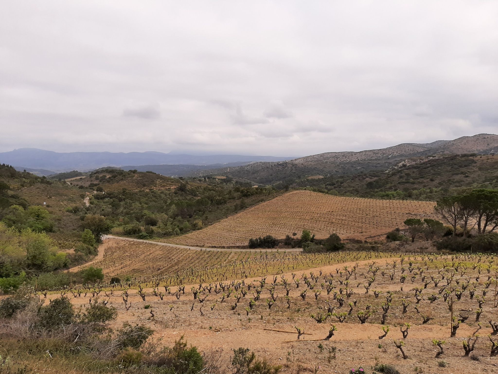 Du Vionnet ou du Carignan