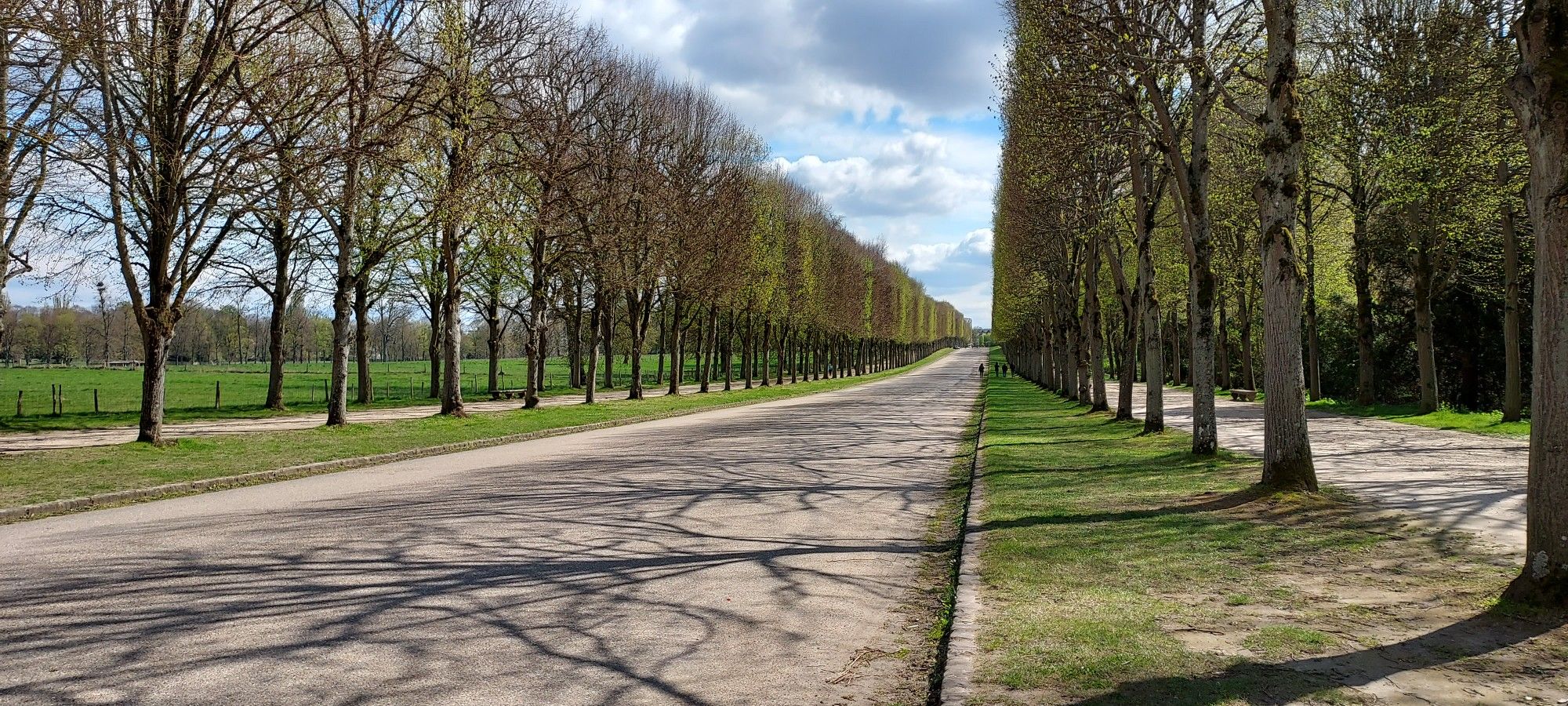 une allée majestueuse