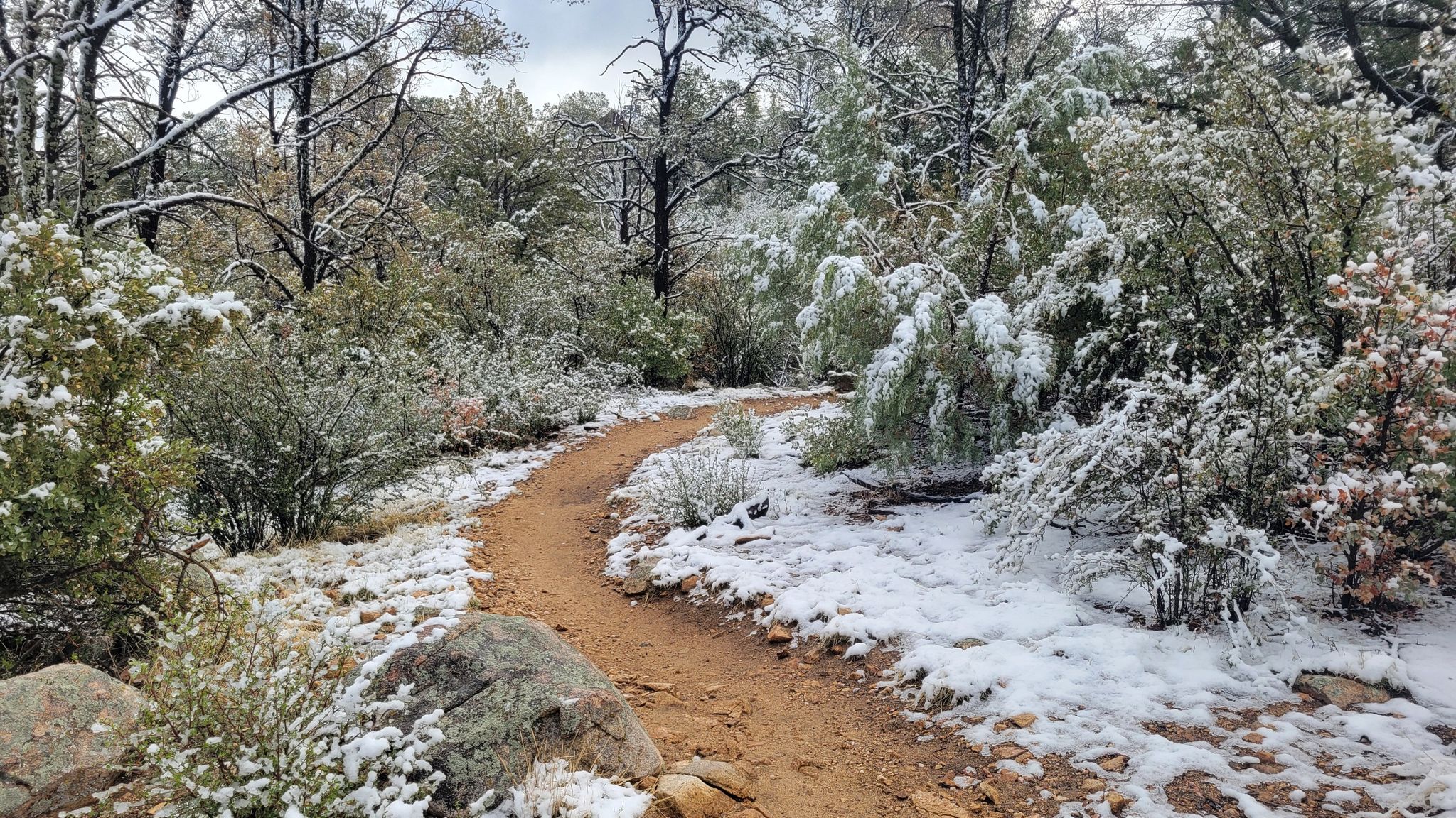 Winding dirt path through a snow-covered forest with green bushes. - Pine Lakes #316 and Watertower #315 Loop