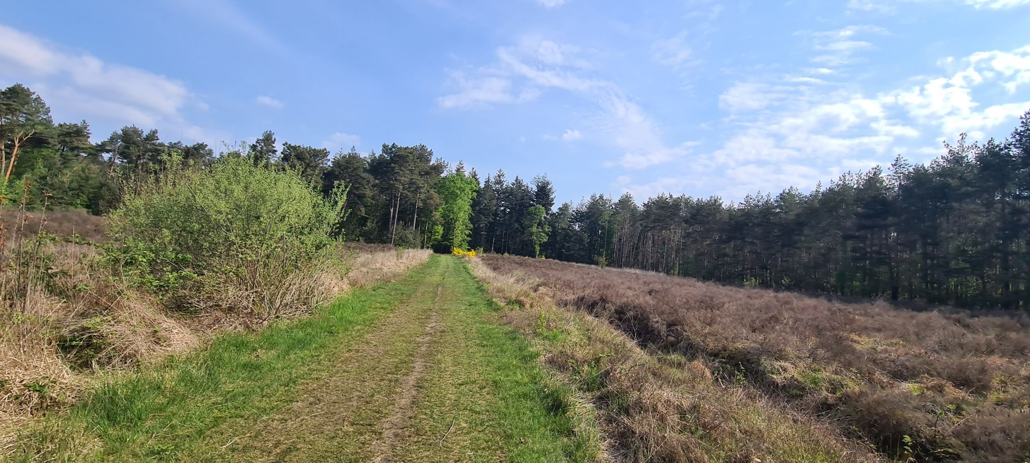 stukje heide