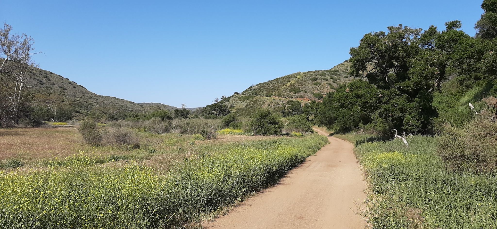 Dirt road winding through a sunny, green valley under blue sky. - Sycamore Canyon and Backbone Trail Loop