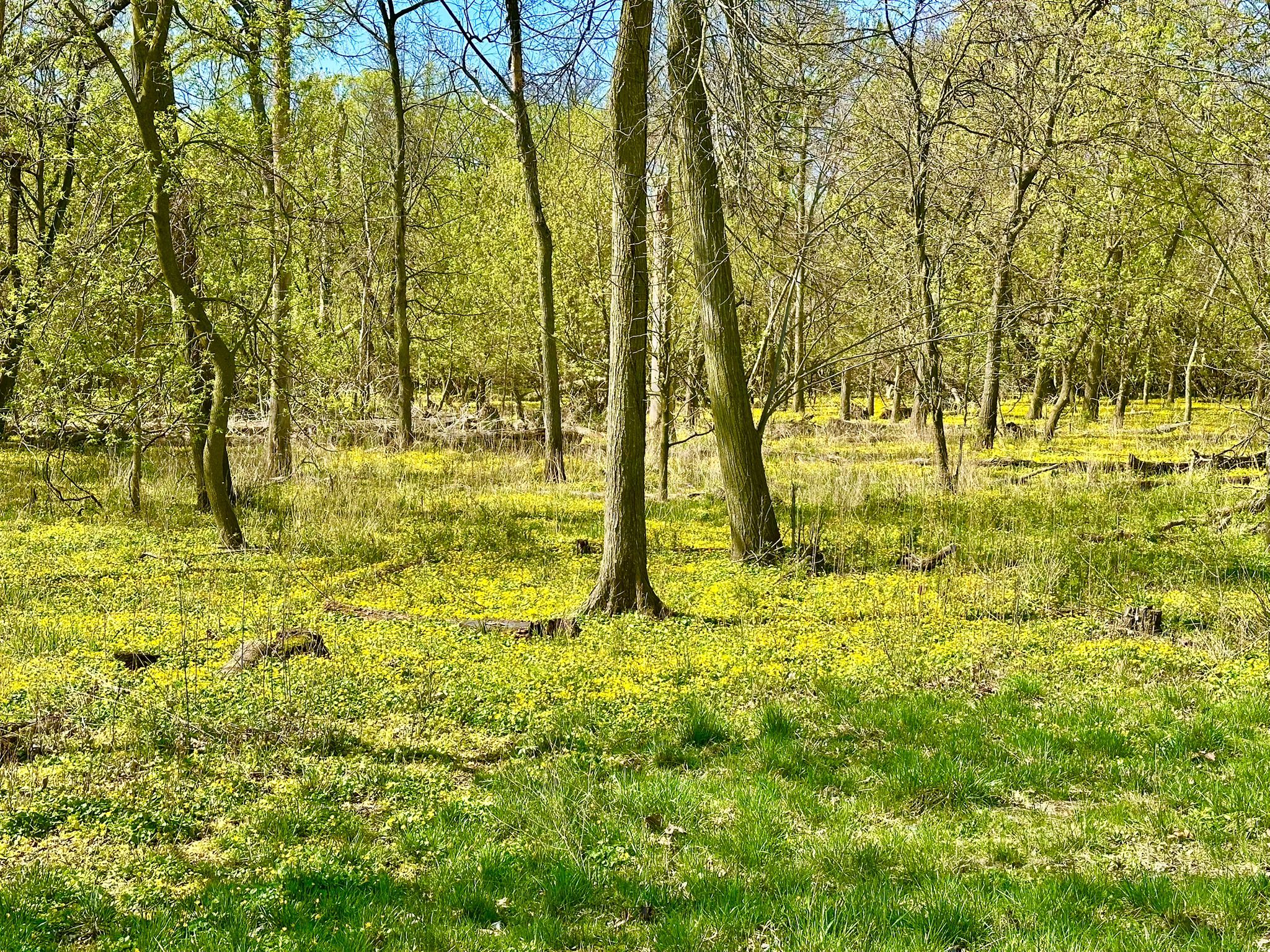 Sunny forest floor covered in bright green grass and small plants. - Caldwell Woods – North Branch Red Paved Trail loop from Edgebrook