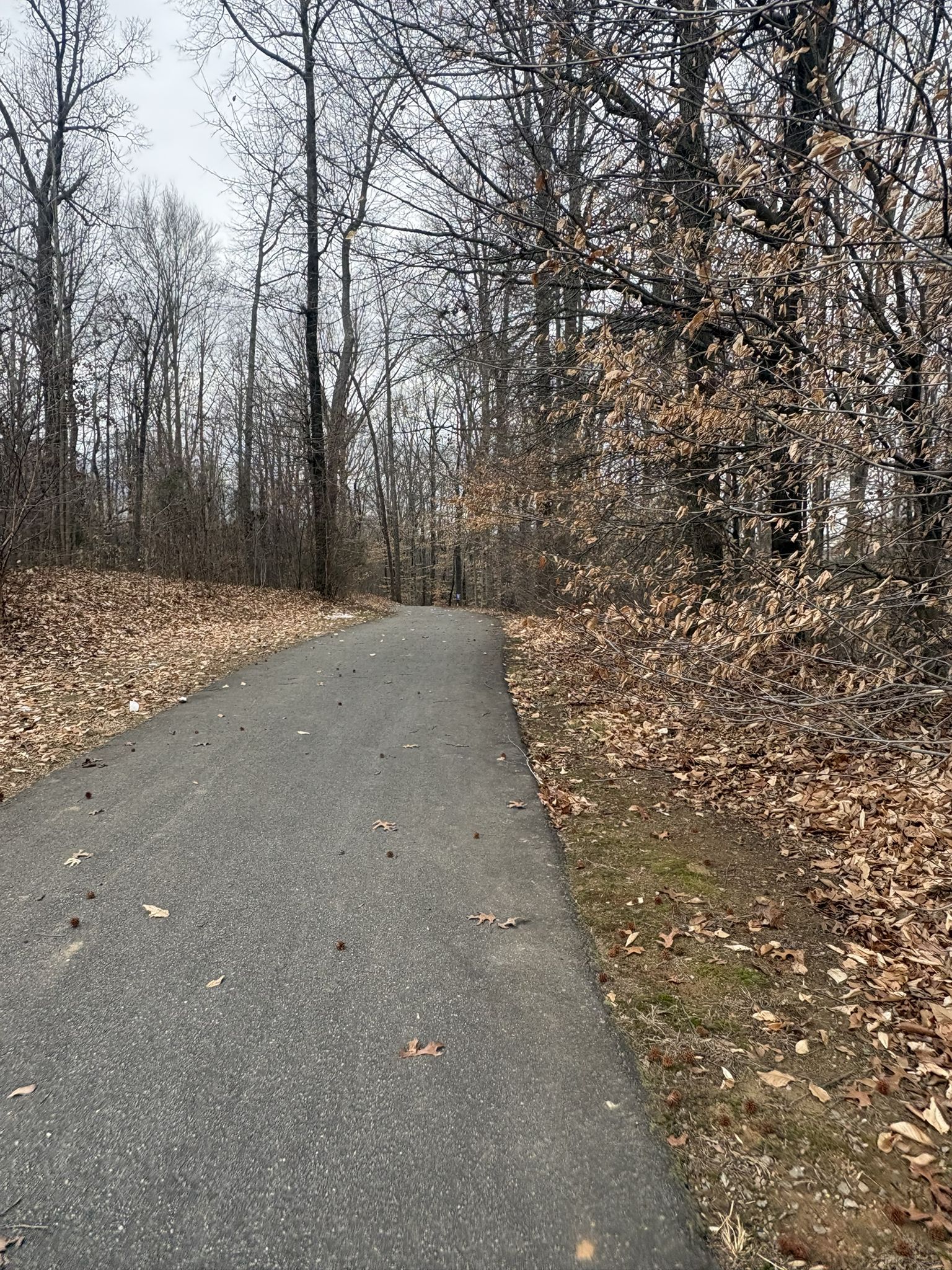Paved path winding through a forest with bare trees and fallen leaves. - Hector H. Henry II Greenway: Riverwalk
