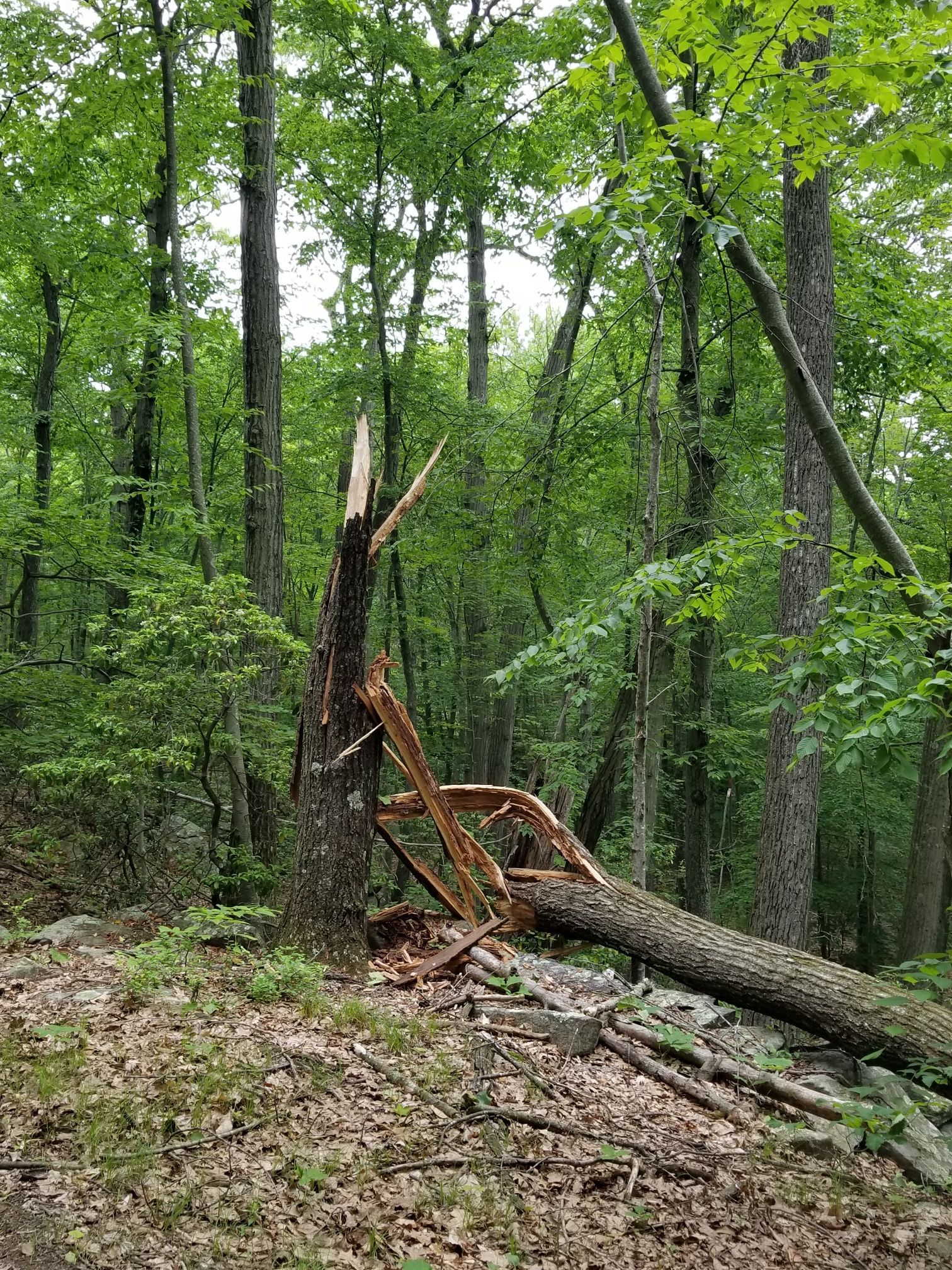A large tree broken and fallen in a dense green forest. - Flirt Hill loop from Trout Brook Valley State Park Reserve