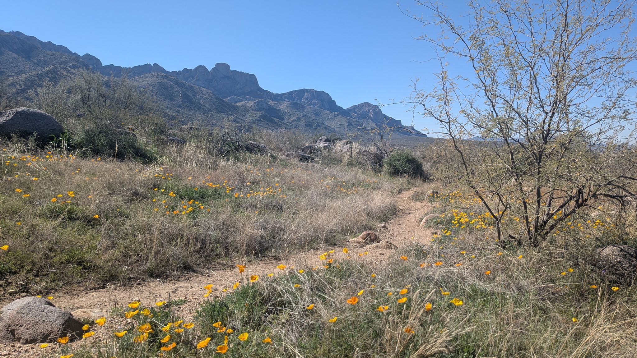 Sunny desert path winding through yellow wildflowers with mountains in background. - Nature, Catalina, 50-Year and Bridle Trail Loop