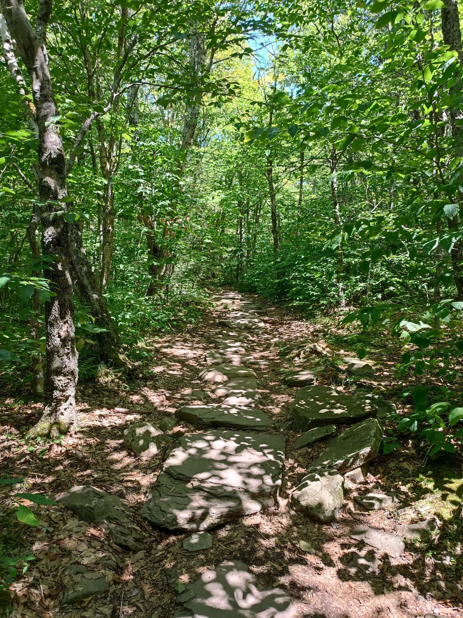 Shaded forest path with stepping stones and green trees, dappled sunlight. - Giant Ledge Trail