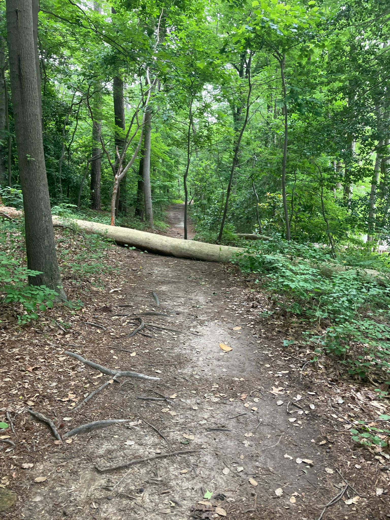A dirt path through a green forest with a large fallen log. - Perimeter Loop