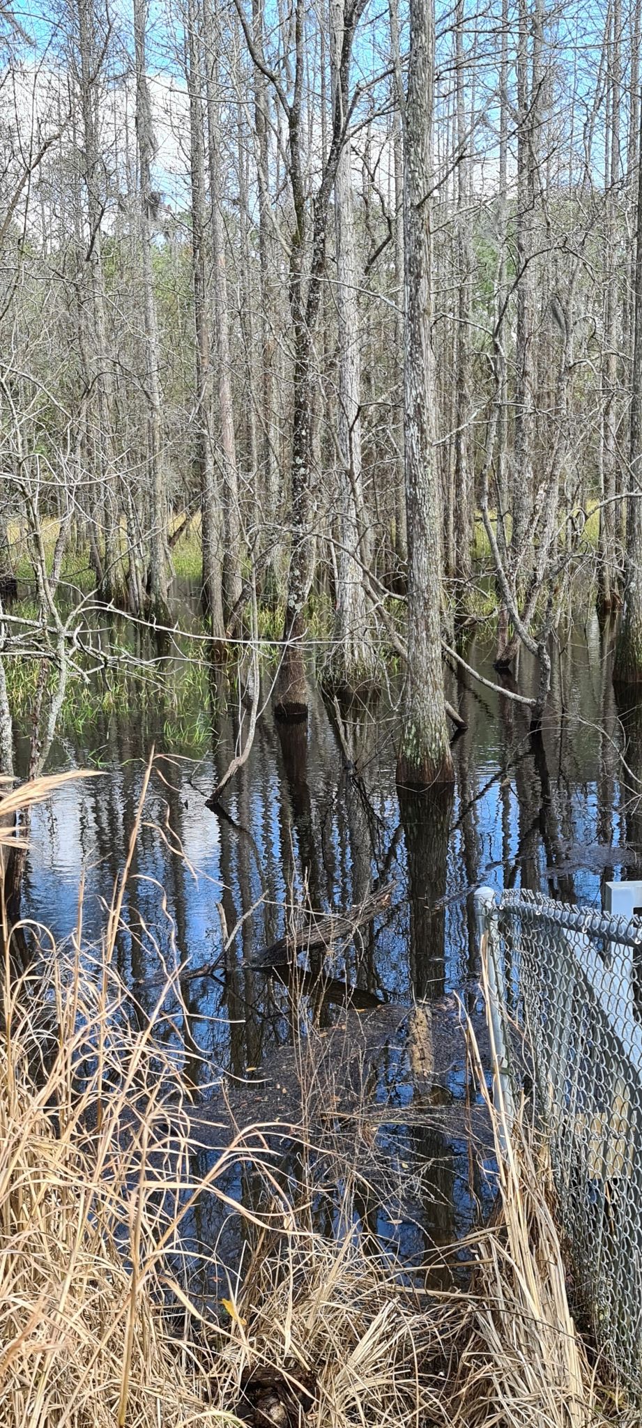 Bare trees stand in dark, reflective swamp water with dry grass in foreground. - Flatwoods Park Trail Loop