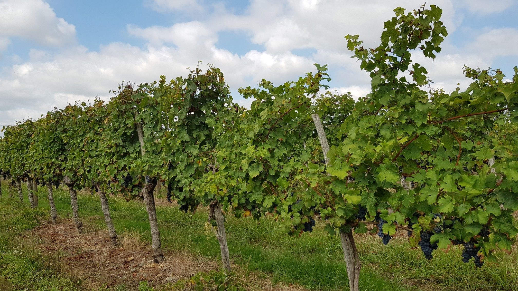 Béarn wine near the city of Bellocq ...