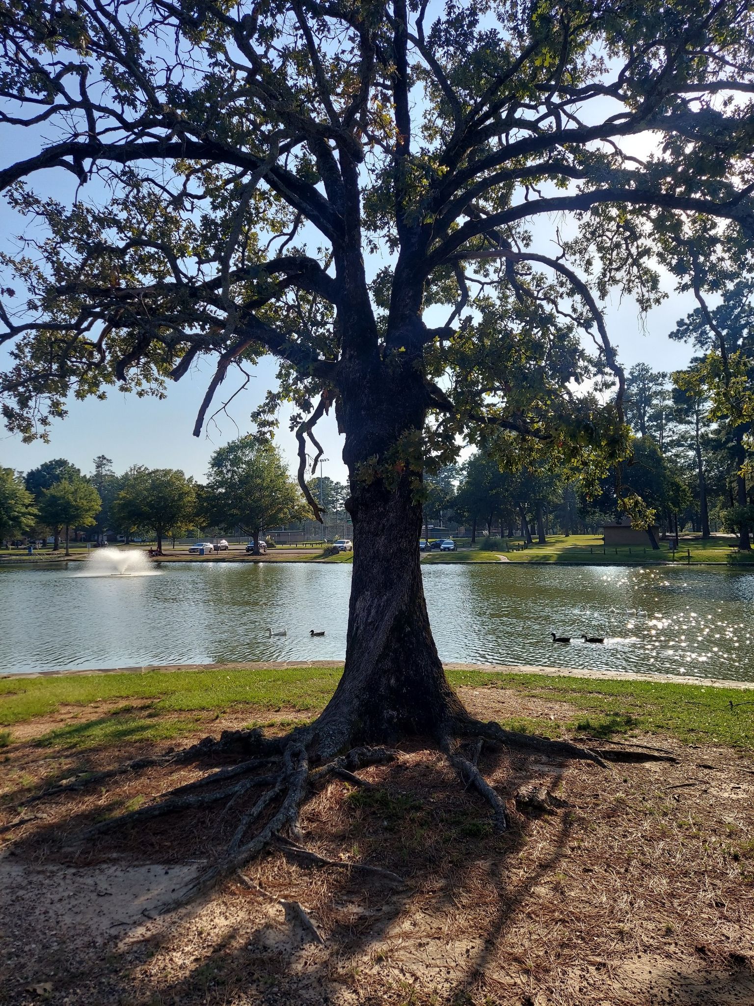 Large tree with exposed roots overlooking a sunny lake with fountains and ducks. - Phillip McDougal Trail