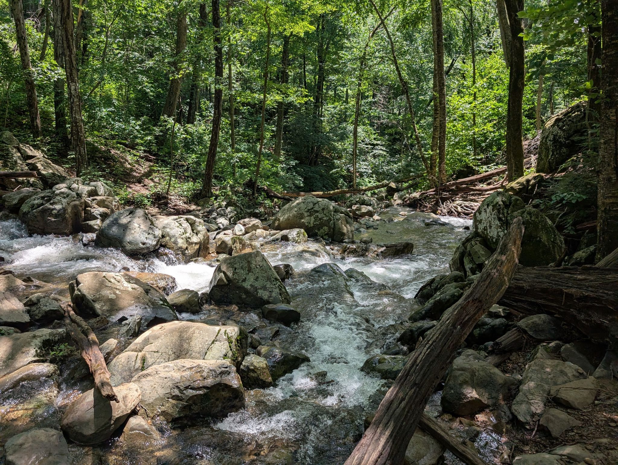 Rocky stream with white rapids flowing through a sunlit, dense green forest. - Rose River Trail