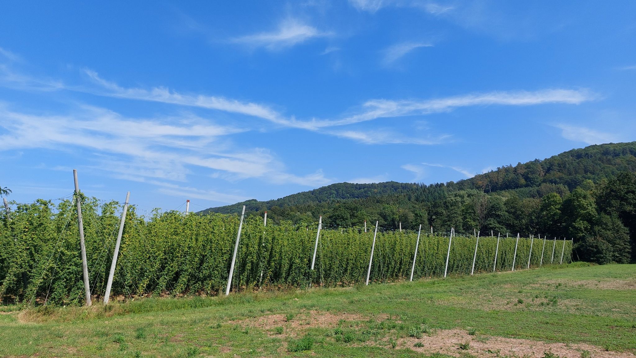 Schnaittacher Hopfen - das "Hersbrucker Gebirge" rechnet mit guter Ernte