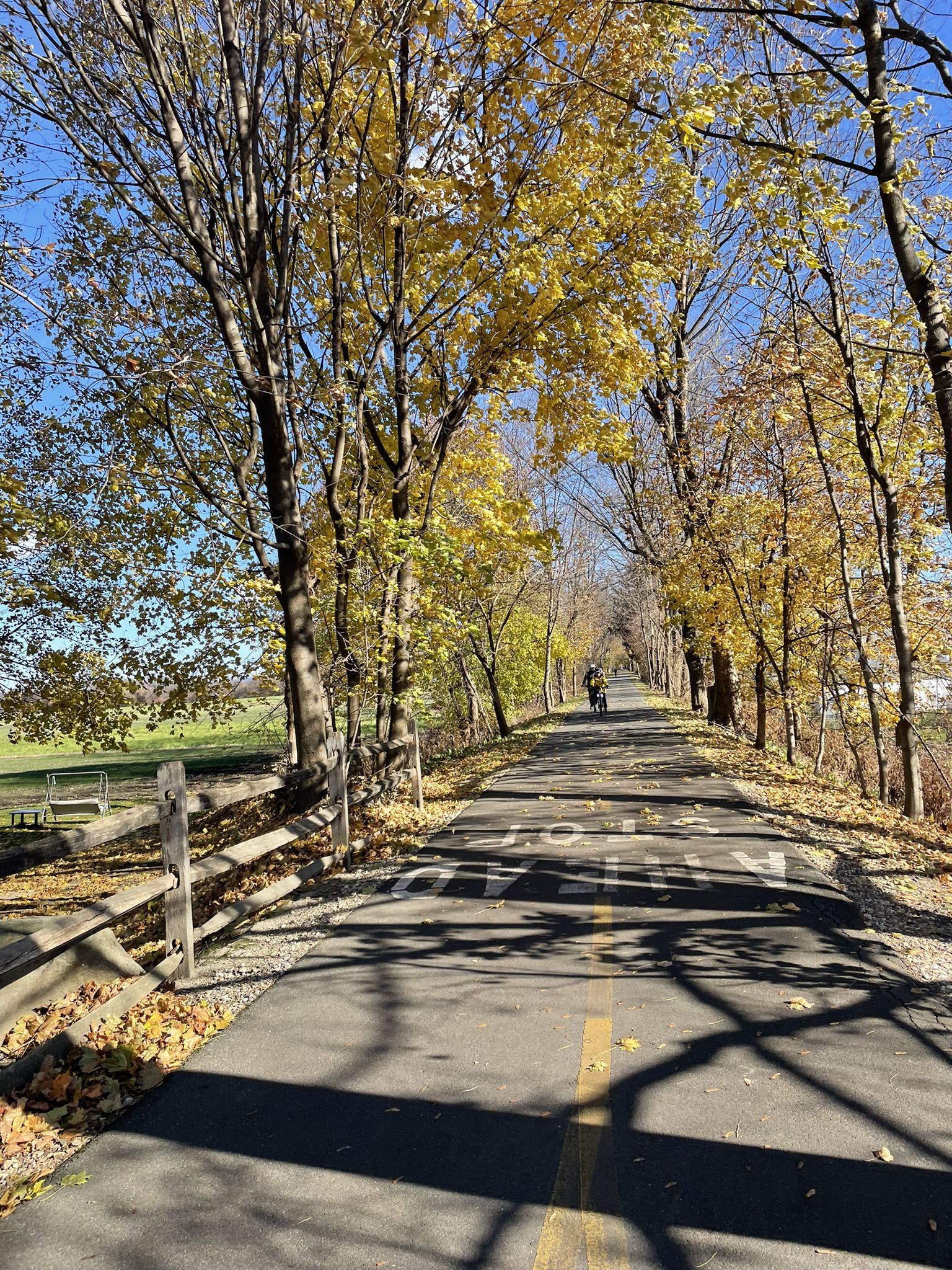 Paved path lined with bright yellow autumn trees on a sunny day, person cycling. - Norwottuck Rail Trail Bridge – Norwottuck Rail Trail Bridge loop from Mill River Division