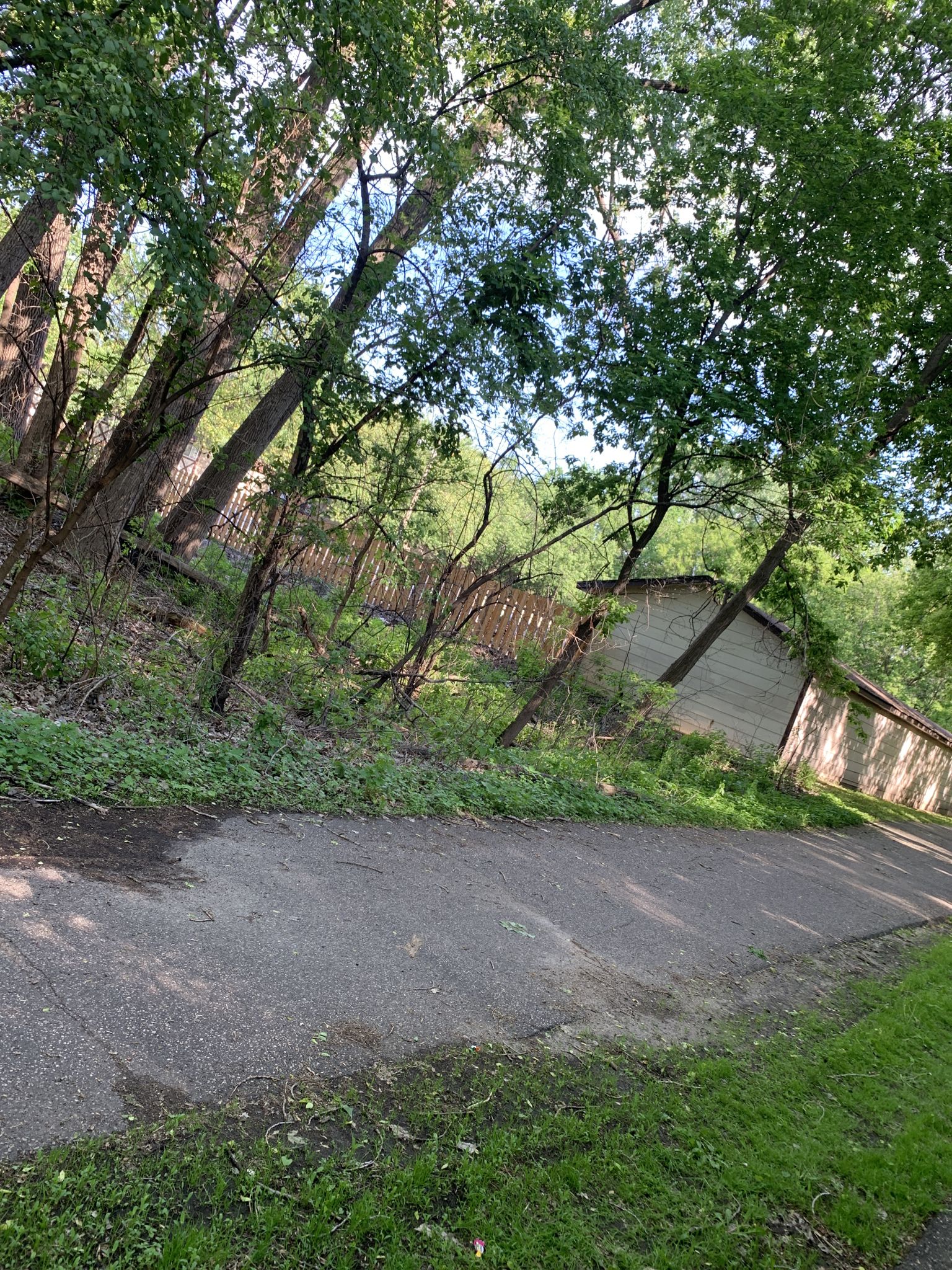 Paved path winding through a sunlit, overgrown wooded area with structures. - Shingle Creek Regional Trail