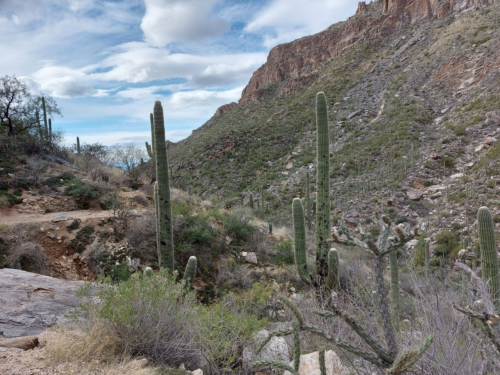 Desert landscape with saguaro cacti, rocky mountainside, and a dirt path under cloudy skies. - Bear Canyon to Seven Falls Trail