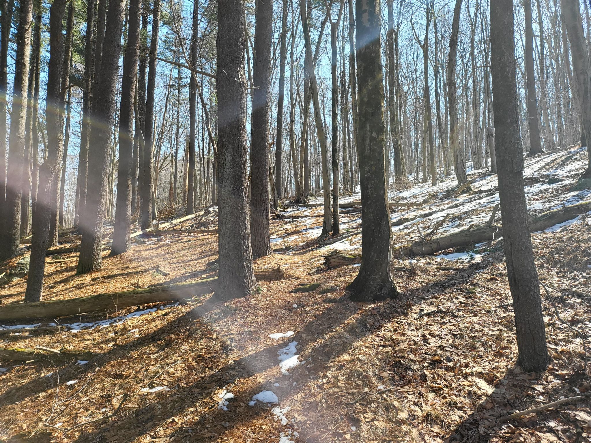 Sunny forest with tall trees, fallen leaves, and patches of snow. - Ward Pound Ridge loop