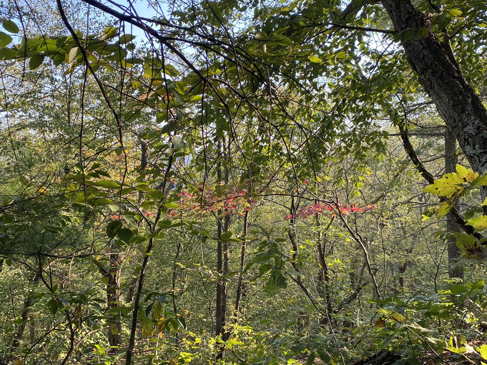 Dense forest with green and red leaves, dappled sunlight filtering through. - Pine Knob Loop Trail