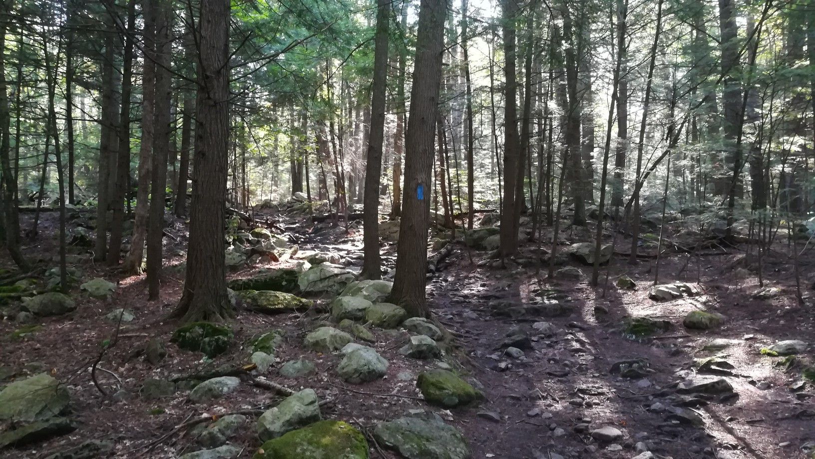 Dappled sunlight illuminates a rocky forest path with tall trees and a blue trail marker. - Lye Brook Falls Trail