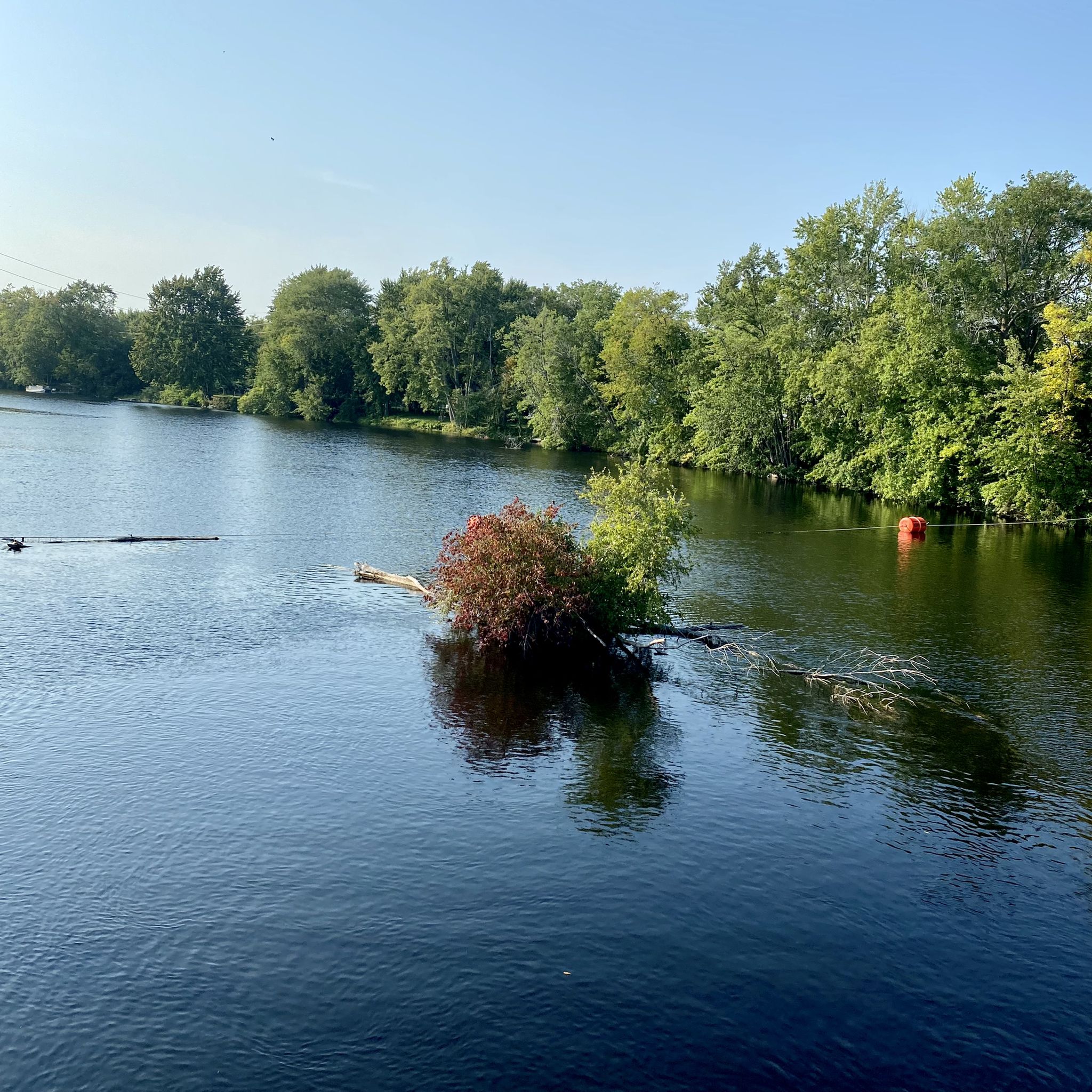 Wide river with green trees on banks and a small island, bright day. - Pepperell Mill Campus loop from West Kennebunk