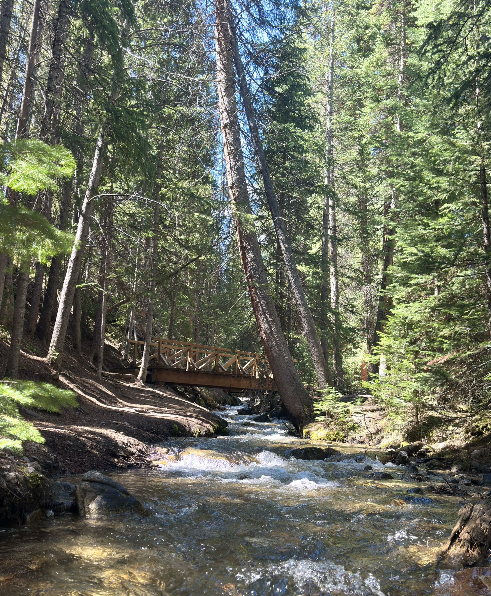 Wooden bridge over a rocky stream in a sunlit pine forest. - Sawmill Reservoir Trail