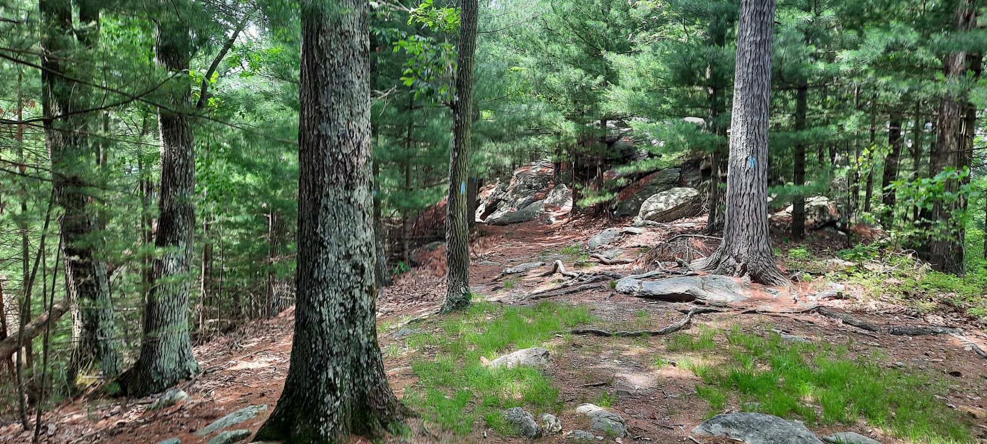 A rocky forest floor with patches of green grass and tall trees. - Sunset Rocks from Old Shippenburg Road