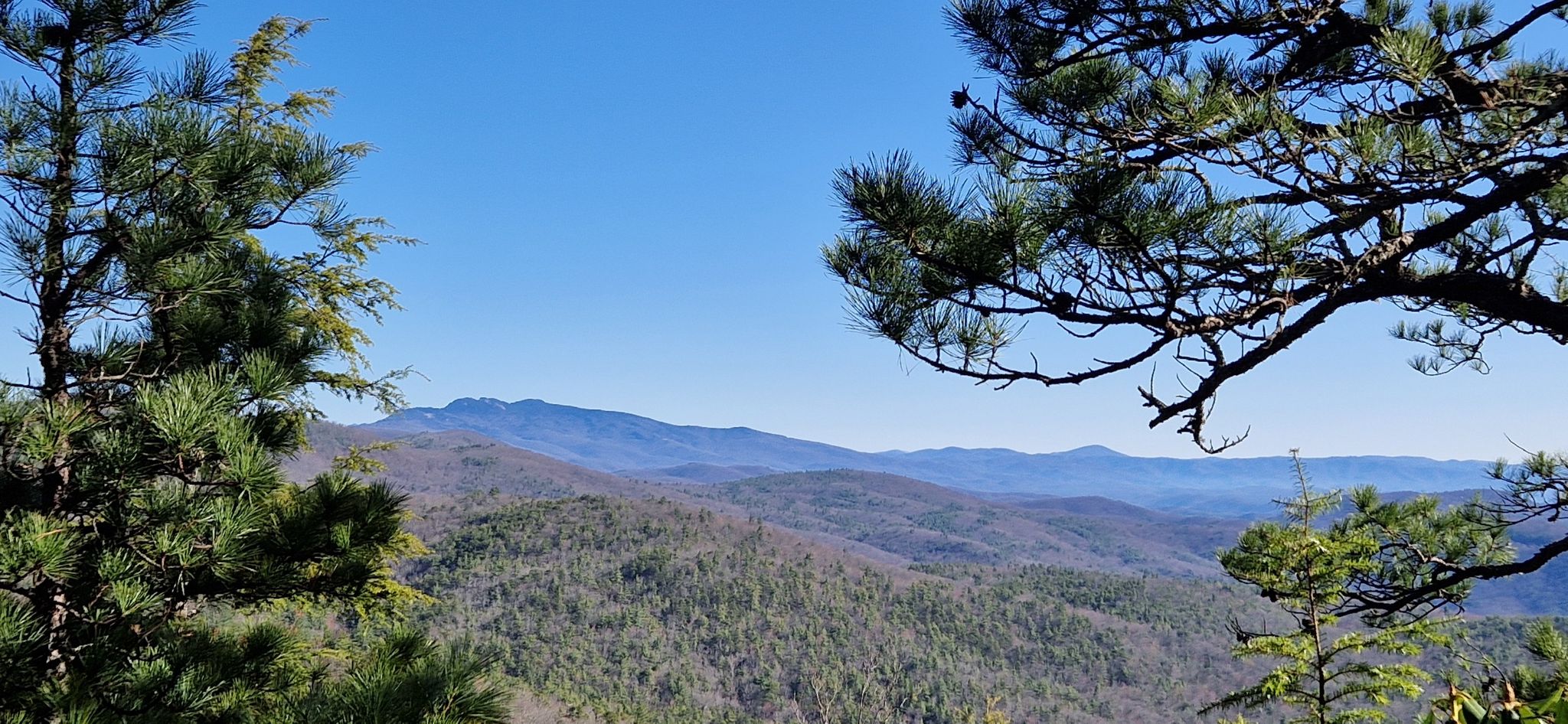 Distant forested mountains under a clear blue sky, framed by pine branches. - Hawksbill Mountain Loop