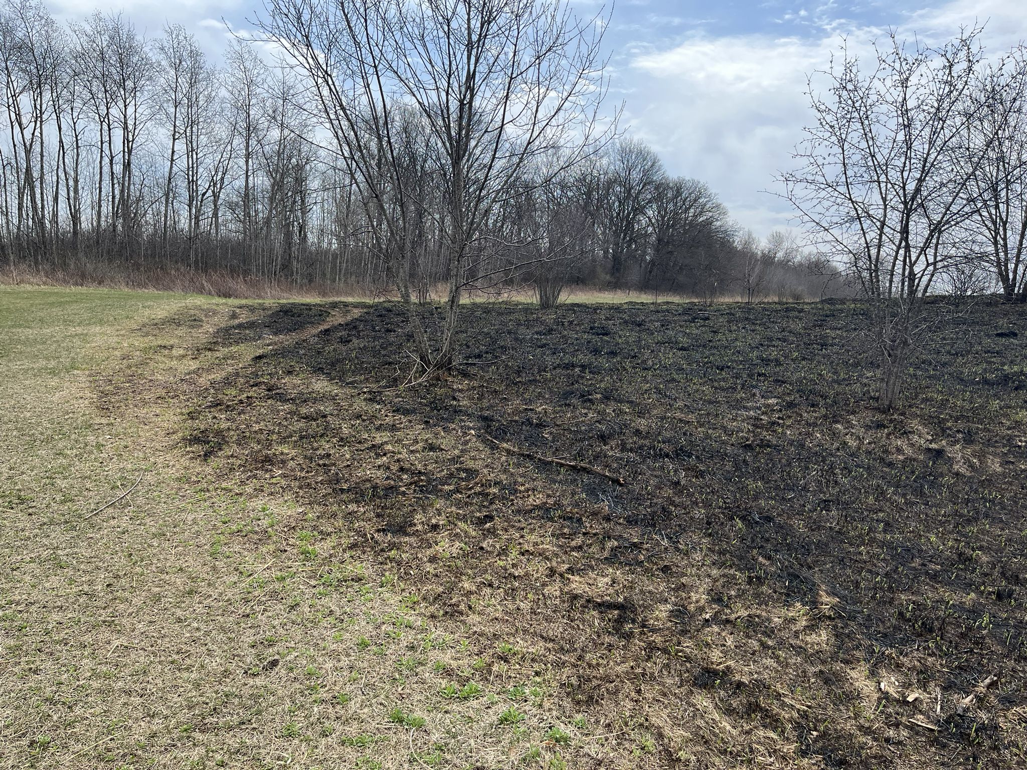 A burnt field next to a grassy path with bare trees under a bright sky. - Running loop from William O'Brien State Park