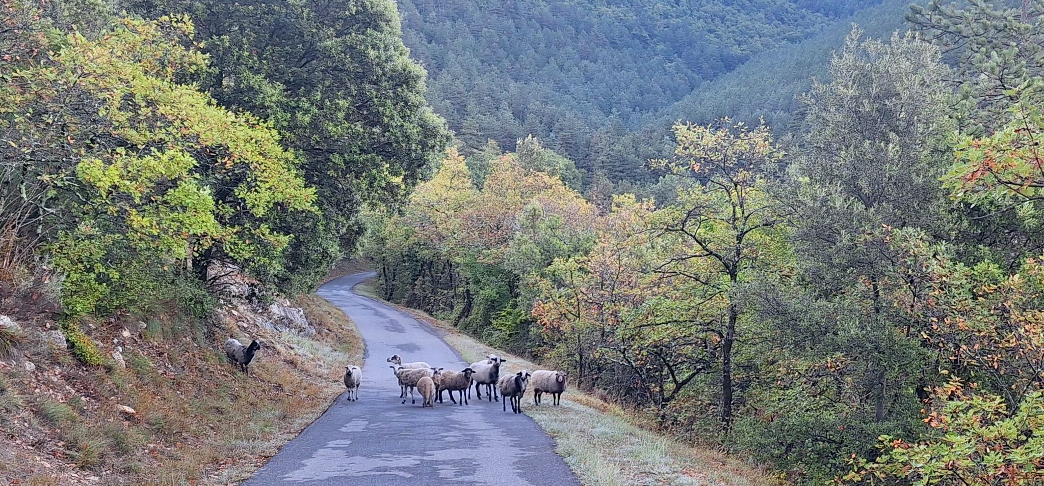 St-Vincent-de-Barrès. Des moutons sur une petite route en descente. Il faut être constamment vigilant.