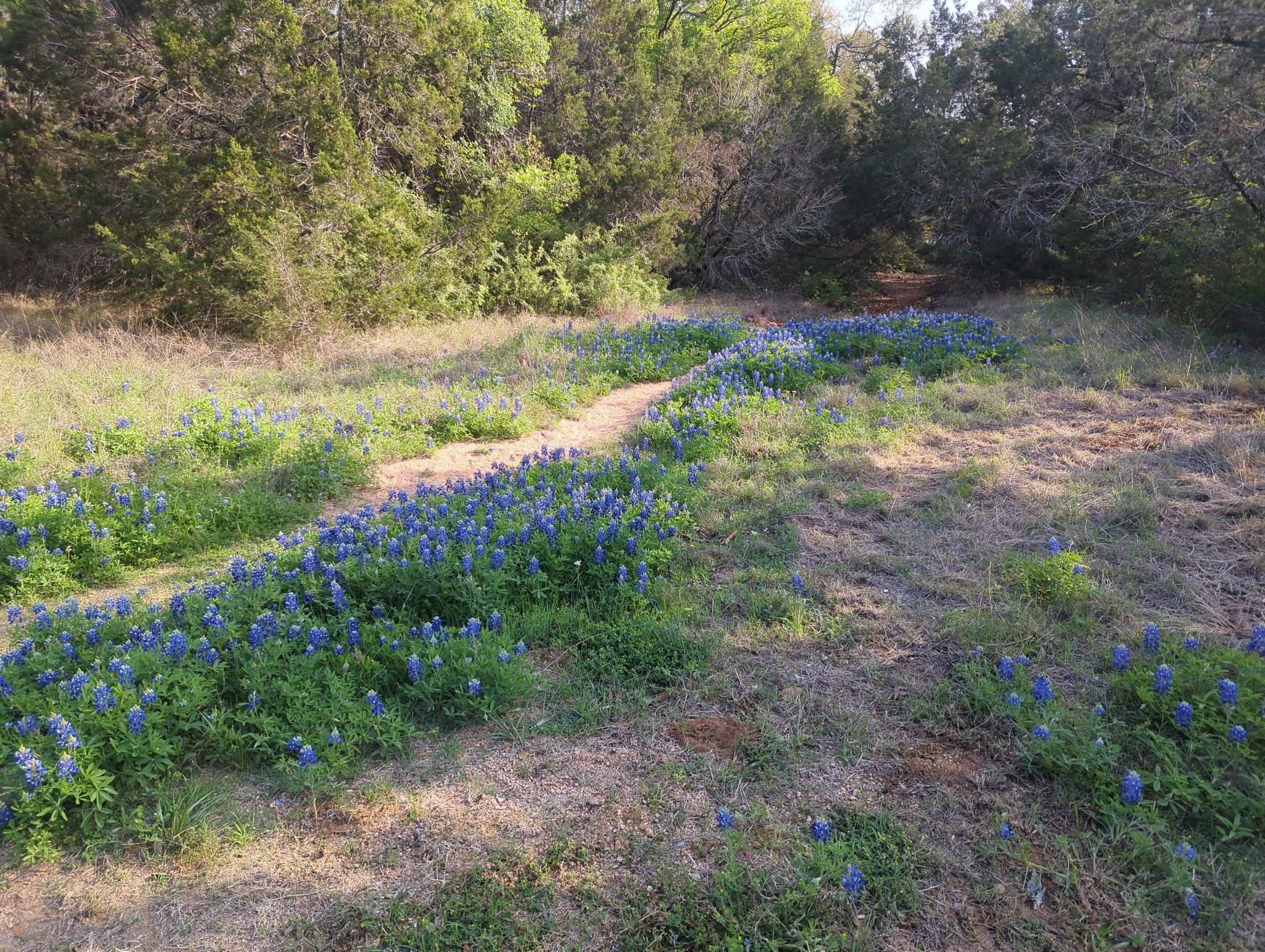 bluebonnets