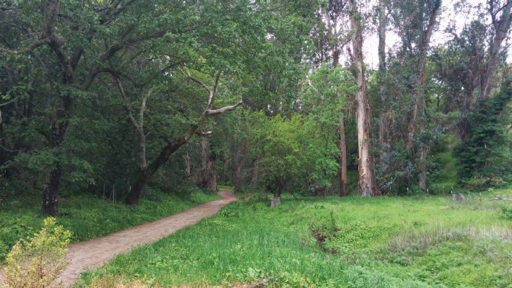 A dirt path leads into a dense, green forest. - Camille To Sulphur Creek