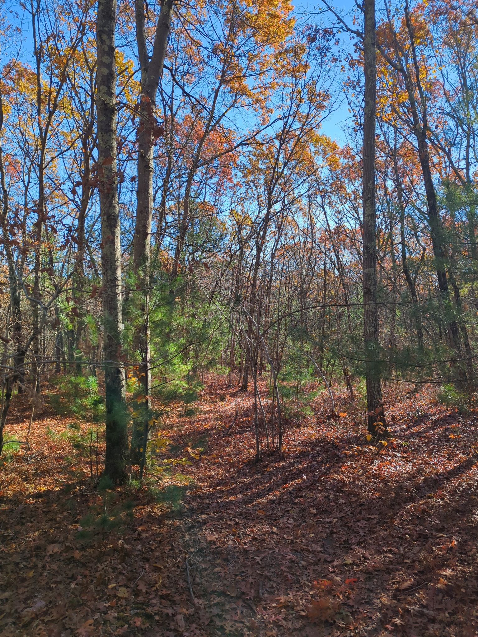 Sunny autumn forest with colorful leaves on trees and ground. - Strawberry Hill, Powissett & Noanet Pond loop