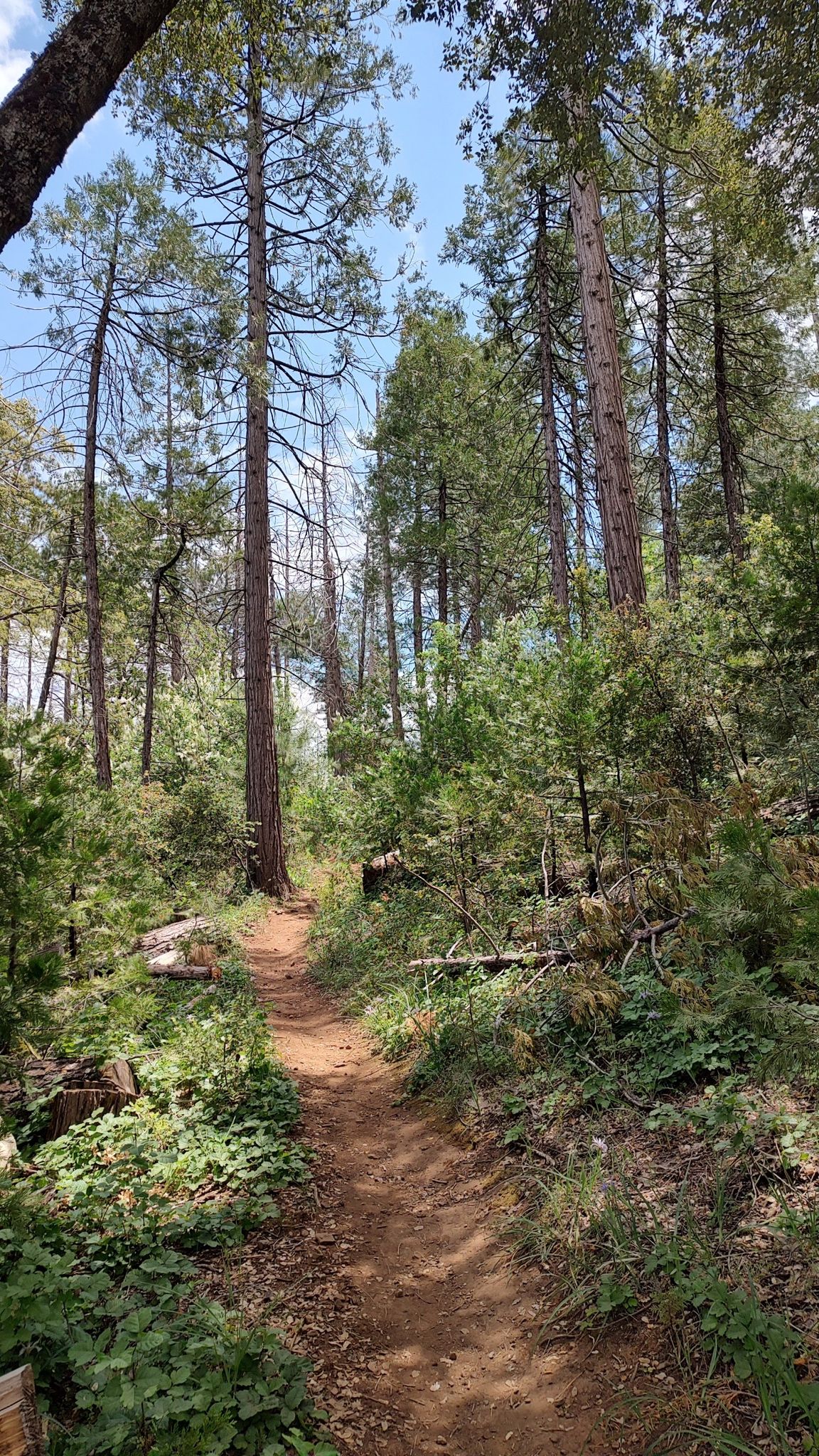 A sunlit dirt trail winding through a dense forest of tall trees. - Goat Mountain Trail