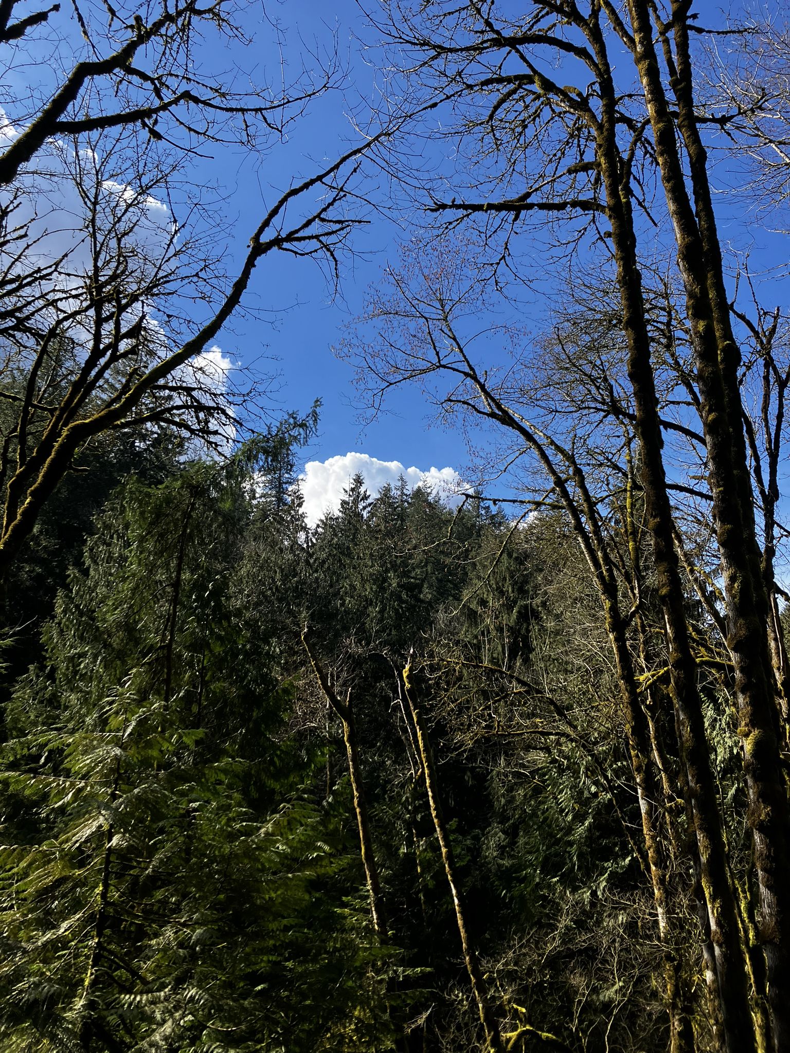 Tall, bare and evergreen trees reach towards a bright blue sky. - Firelane 15 and BPA Road Loop