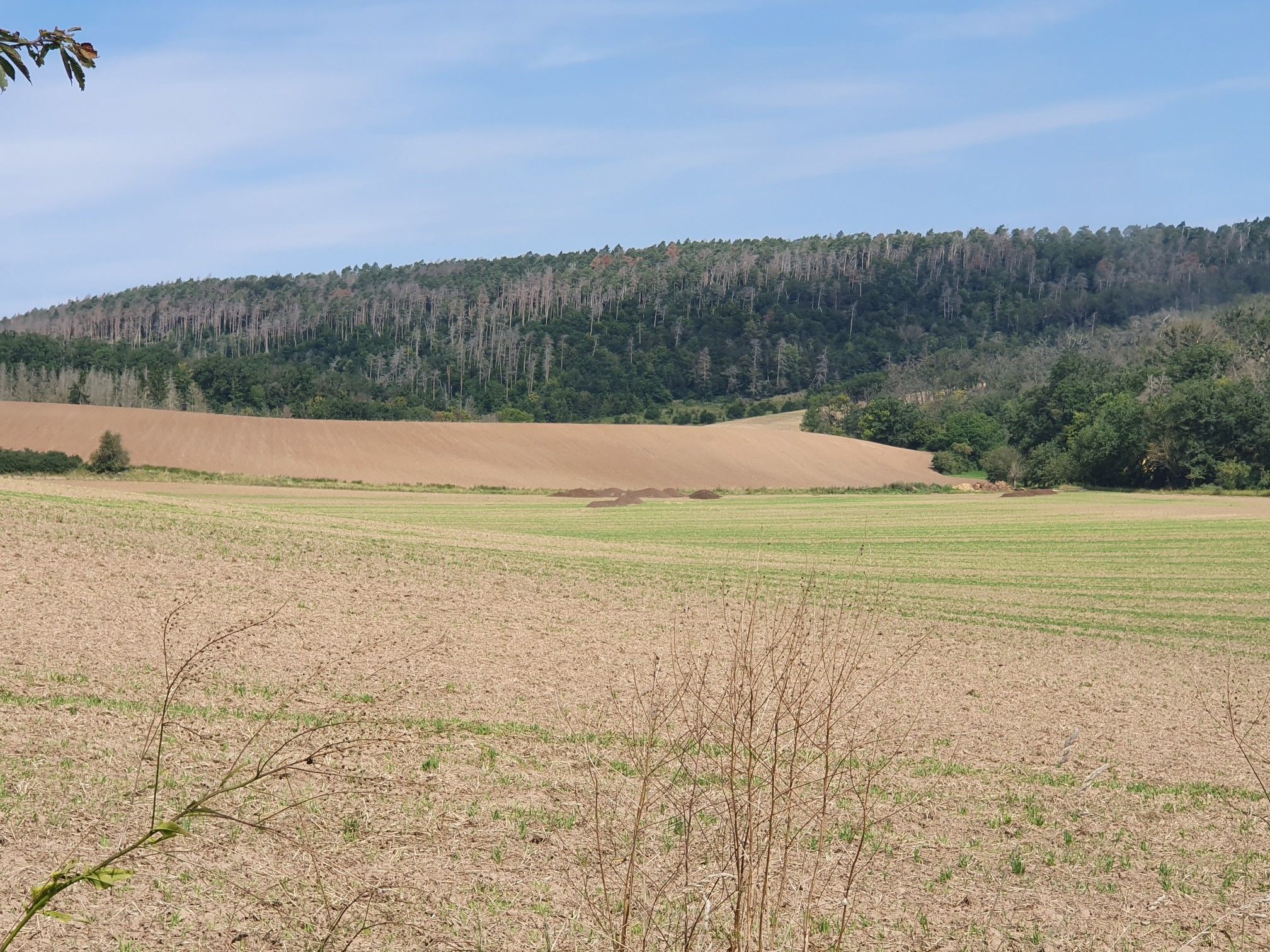 Toter Wald