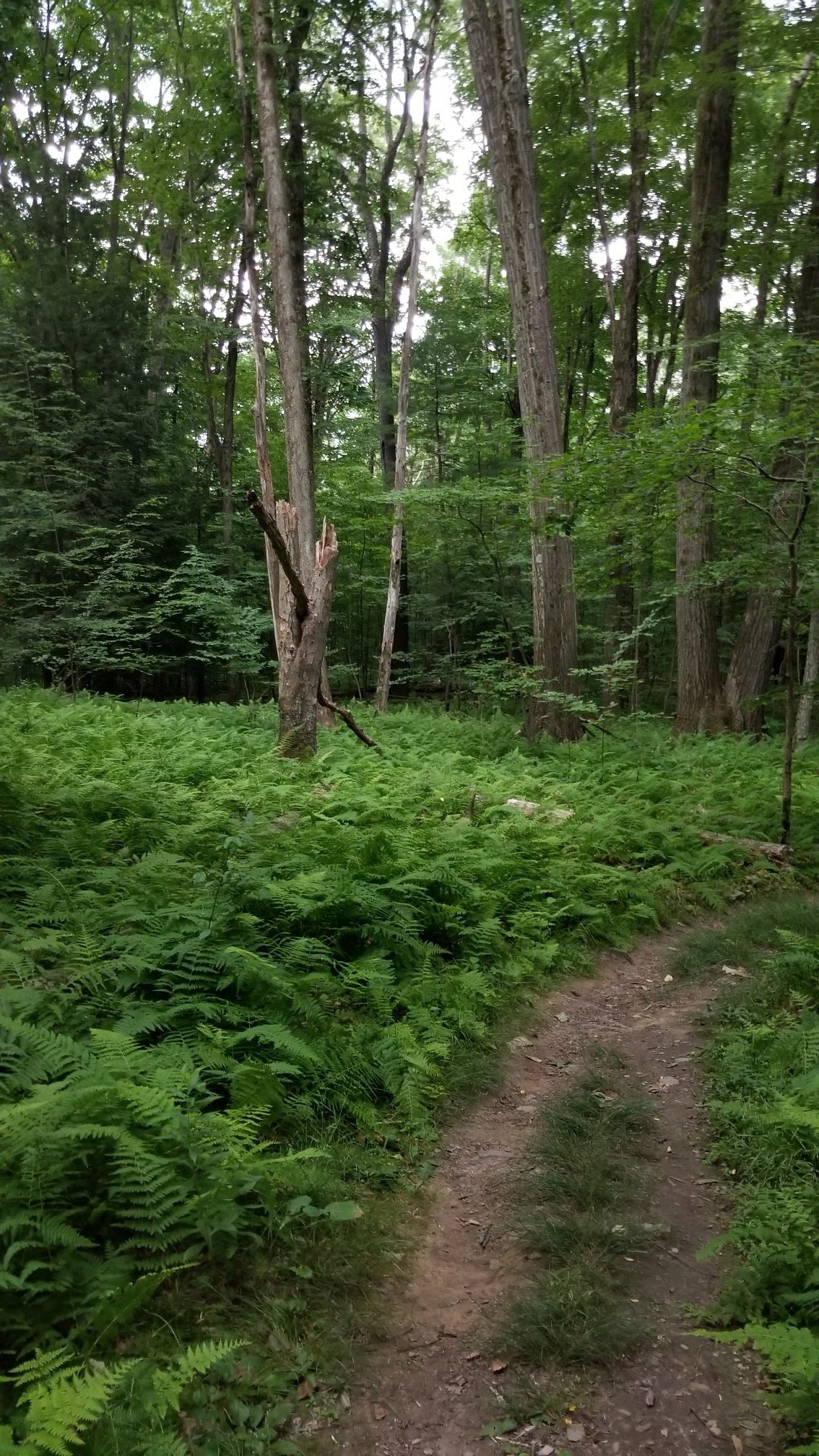 A dirt path through a forest with dense green ferns and tall trees. - Deer Trail, Hilltop Trail, and Maconaquah Trail Loop
