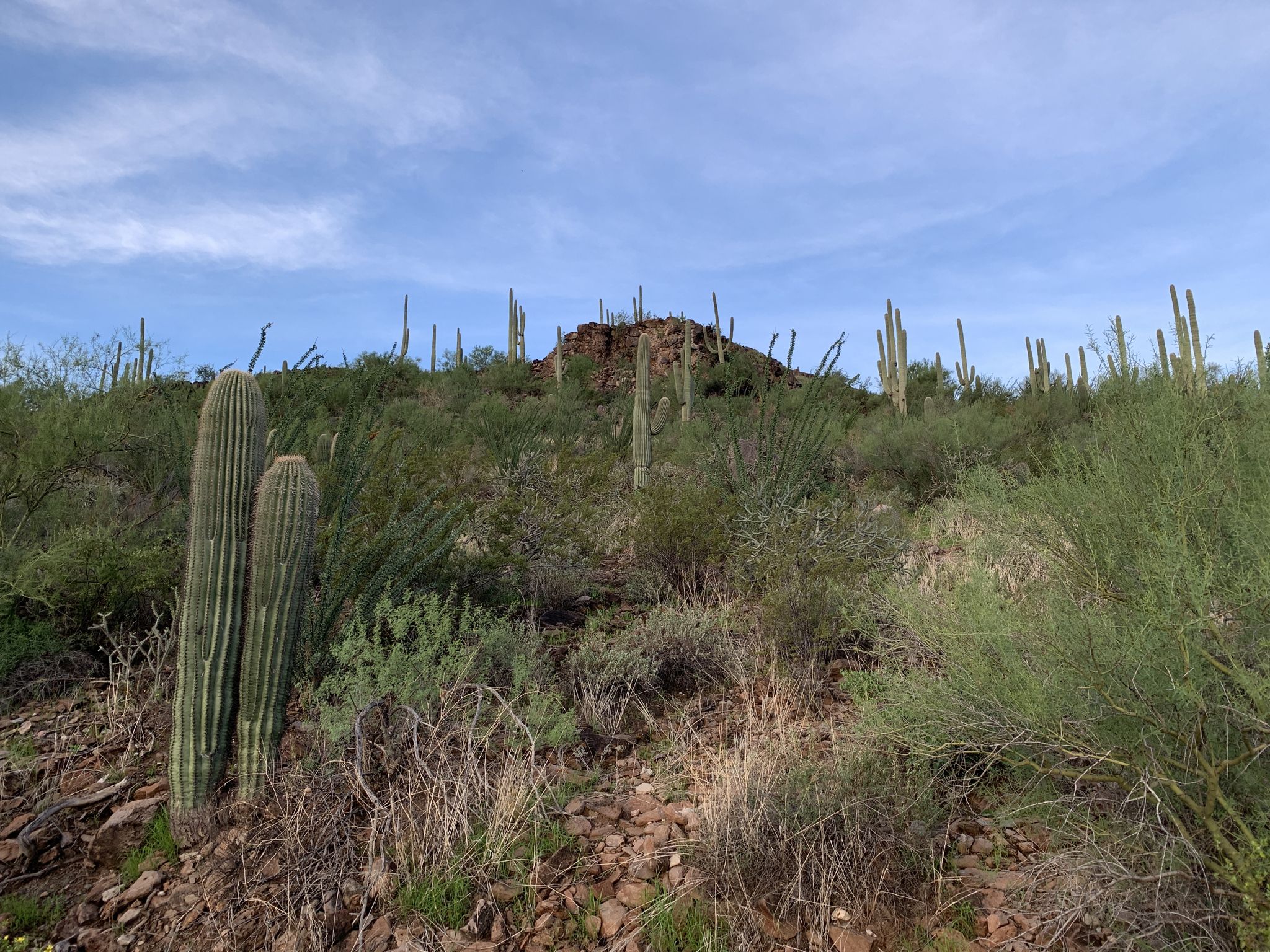 Saguaro cacti and green desert brush on a rocky slope under a blue sky. - Tumamoc Hill Trail – Tumamoc Hill loop from Pima Community College