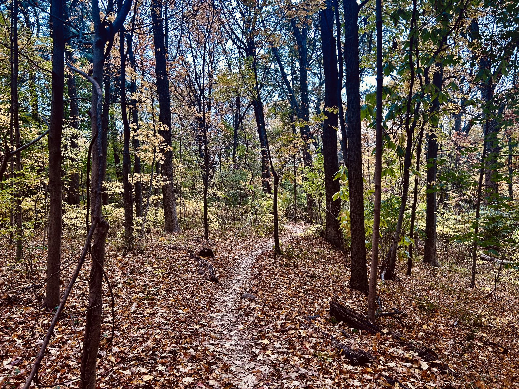 A winding dirt path through an autumn forest with fallen leaves. - Trolley Trail Loop