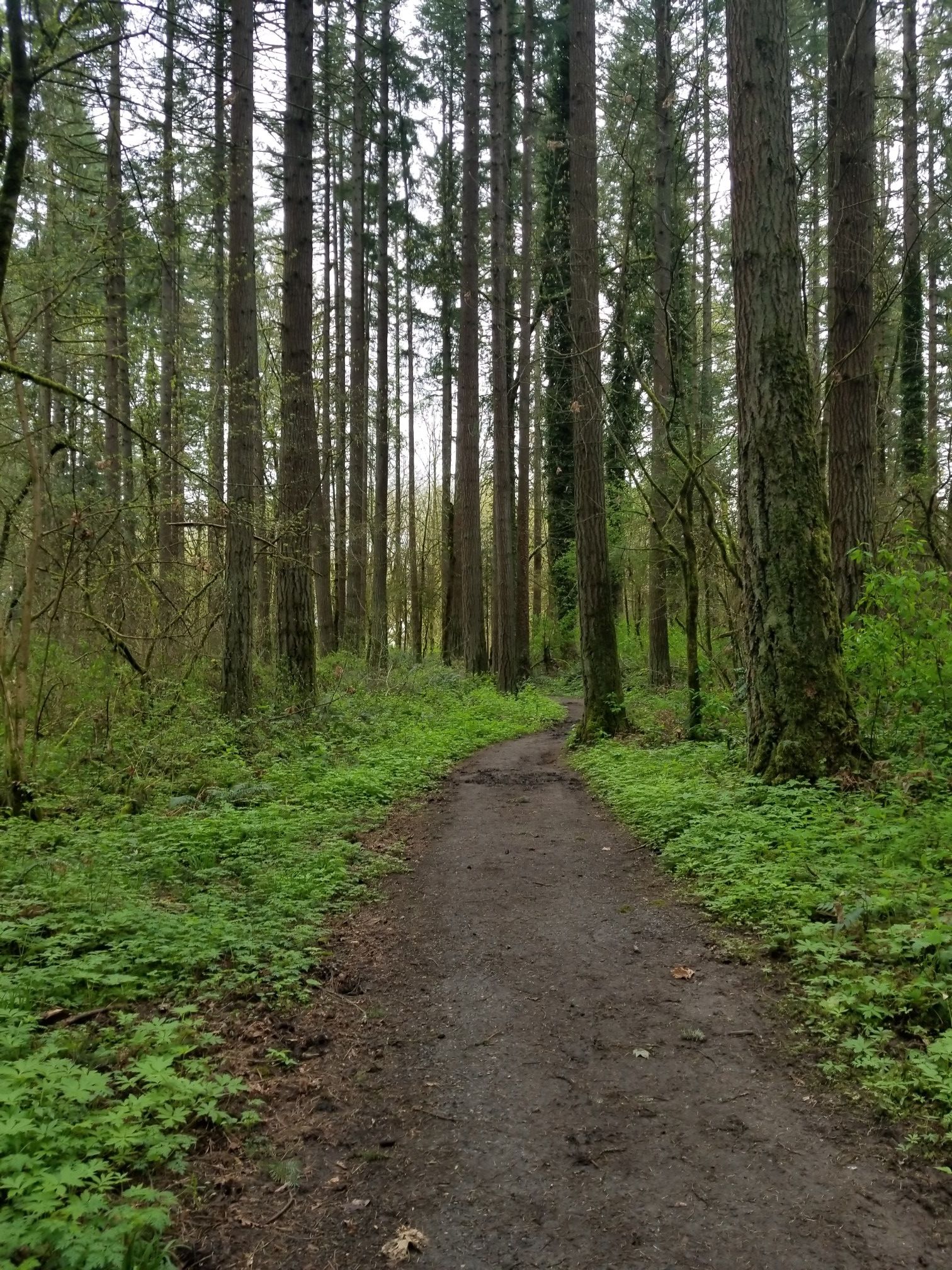 A dirt path winds through a dense, green forest under soft light. - 45th Parallel Trail