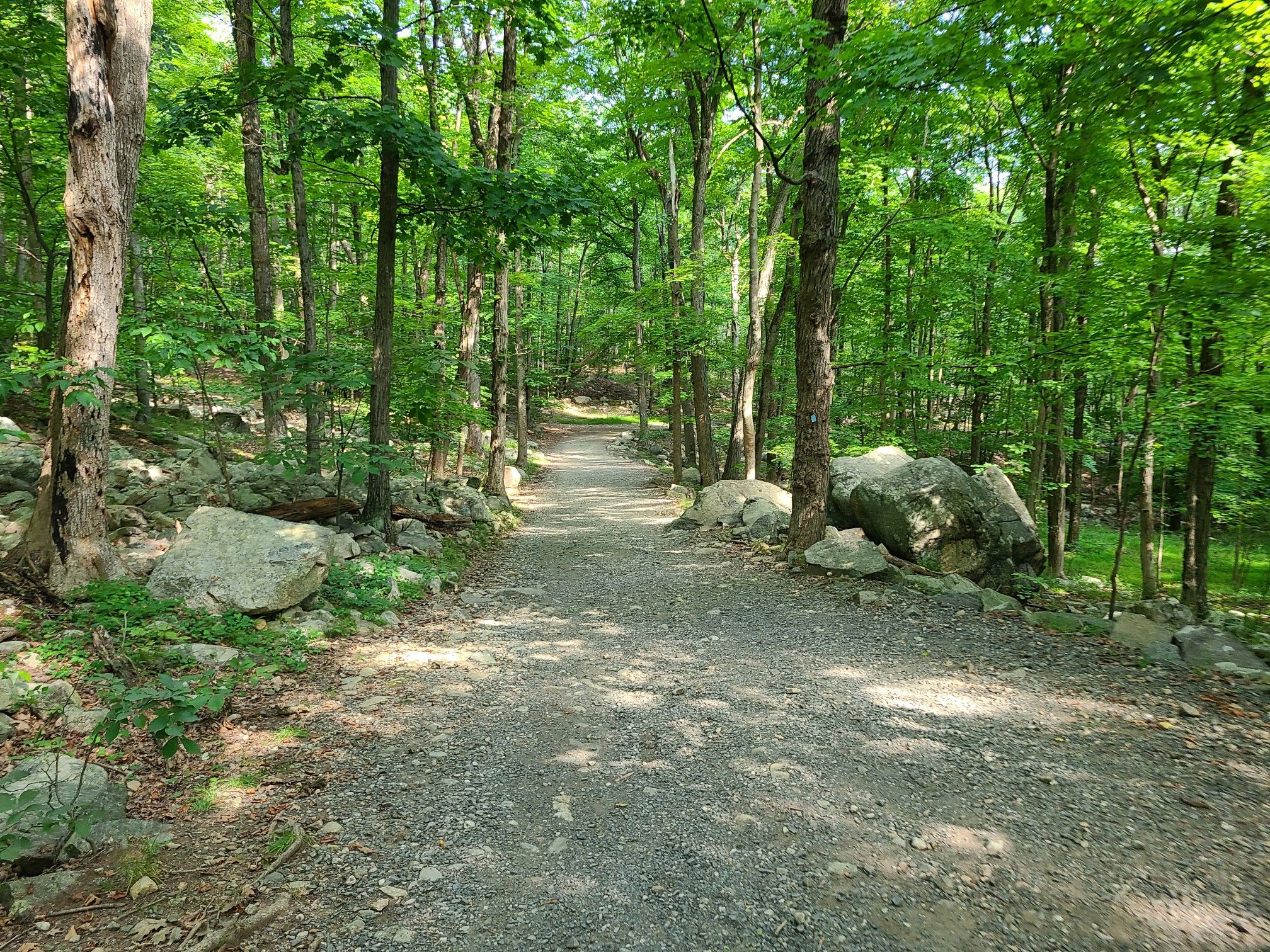 Gravel path winding through a sun-dappled forest with large rocks. - Vista Loop Trail