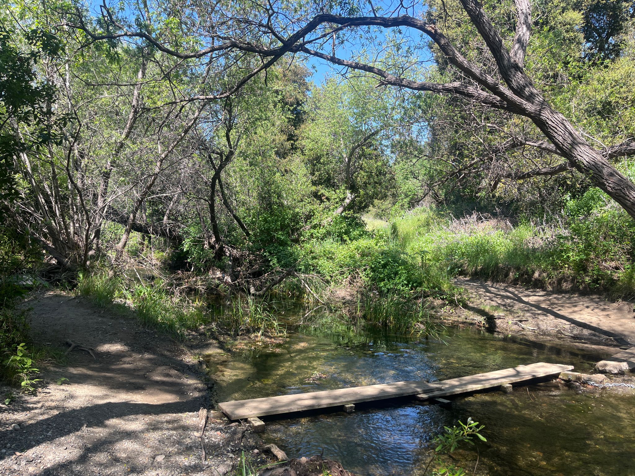 A small wooden plank bridge crosses a shallow stream in a lush, shaded forest. - Paradise Falls via Fort Trail and Wildwood Canyon